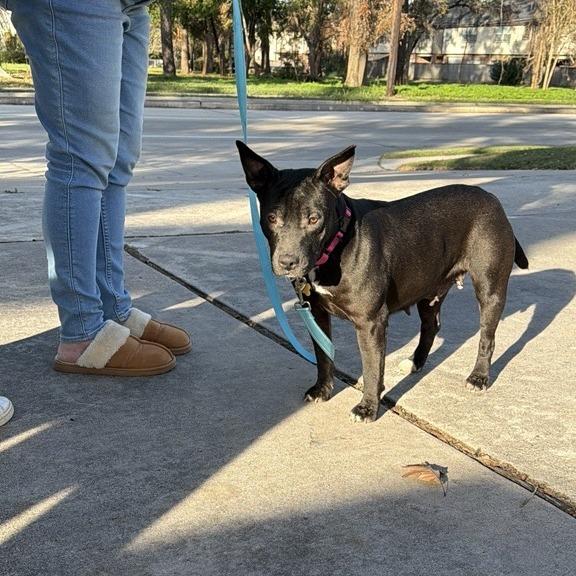 Enlarge Kate, a Adoptable mixed breed in Houston, TX image 5/6