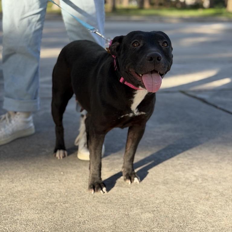 Enlarge Kate, a Adoptable mixed breed in Houston, TX image 6/6