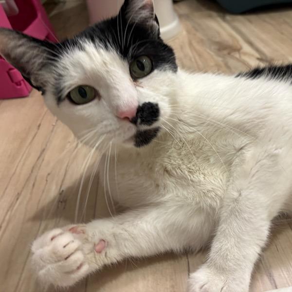 Enlarge Carl, a Adoptable Domestic Short Hair in Murray, UT image 1/6