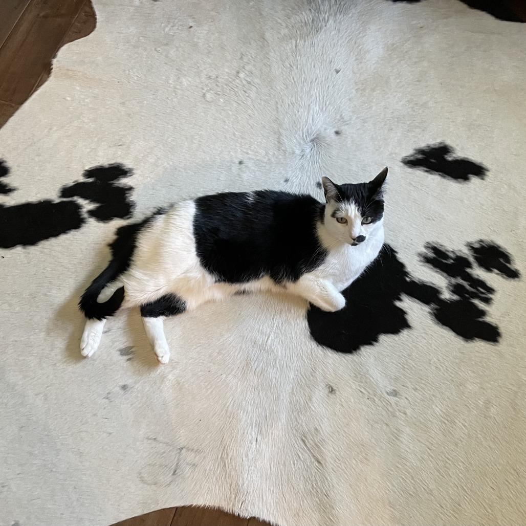 Enlarge Carl, a Adoptable Domestic Short Hair in Murray, UT image 2/6