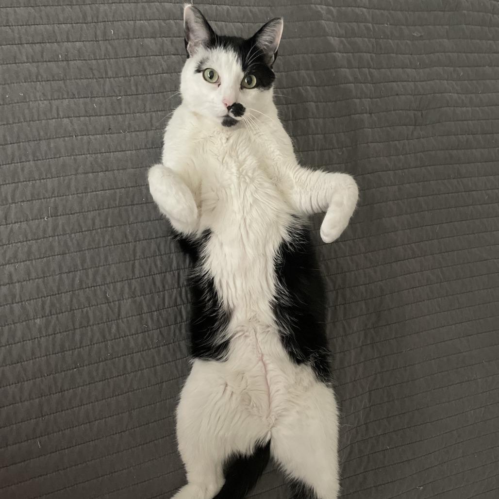 Enlarge Carl, a Adoptable Domestic Short Hair in Murray, UT image 3/6