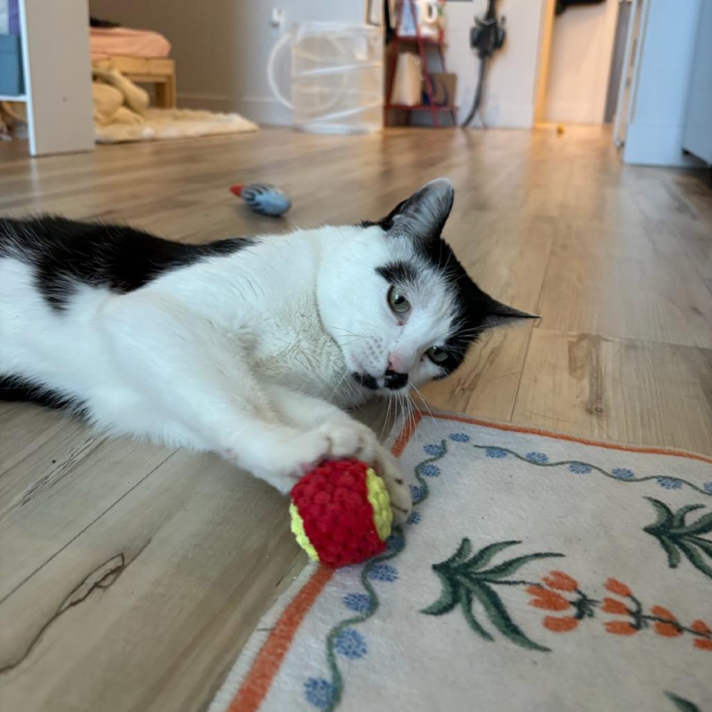 Enlarge Carl, a Adoptable Domestic Short Hair in Murray, UT image 5/6