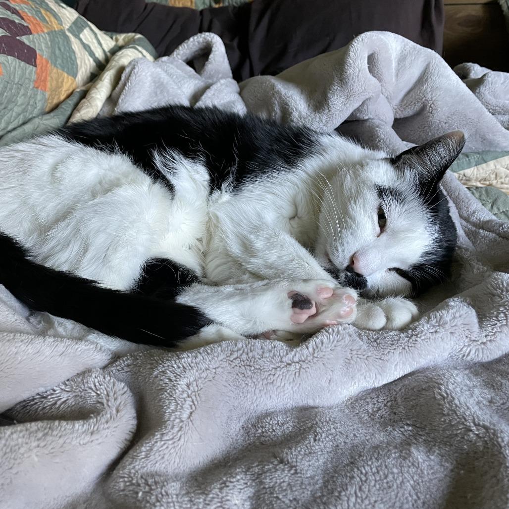 Enlarge Carl, a Adoptable Domestic Short Hair in Murray, UT image 6/6