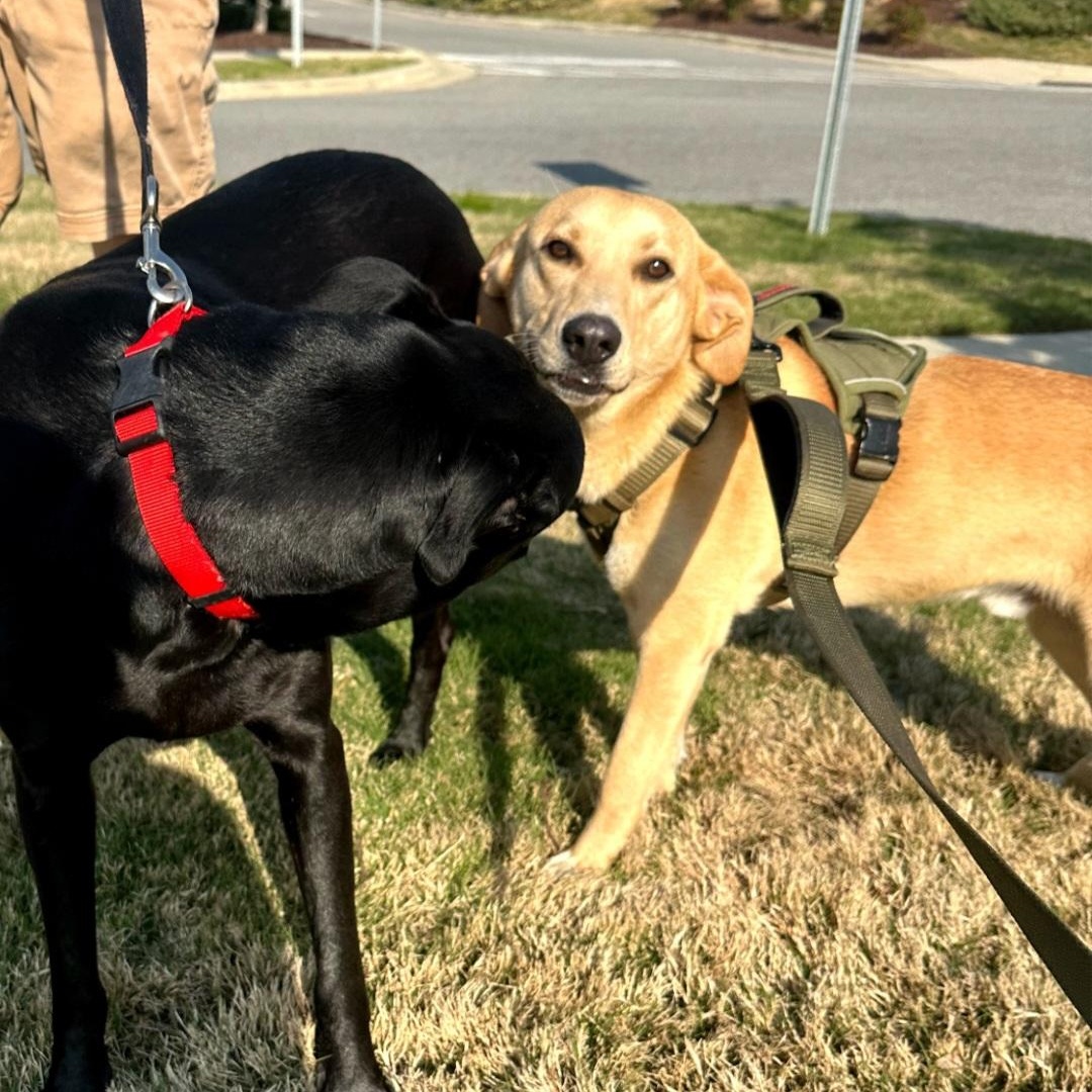 Enlarge Boulder, a ADOPTABLE Labrador Retriever in Raeford, NC image 2/3