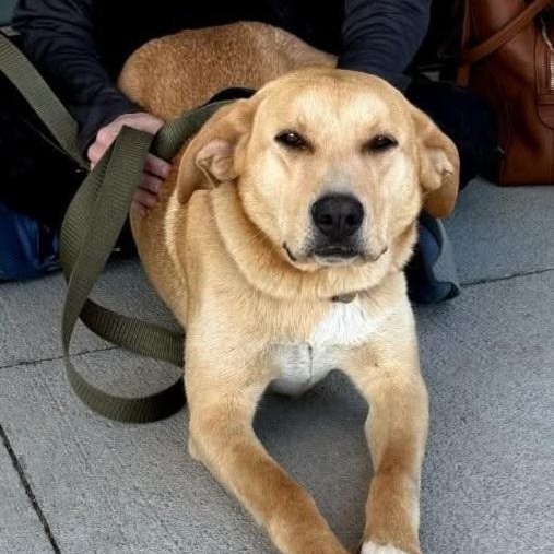 Boulder, ADOPTABLE, Young Male Labrador Retriever.
