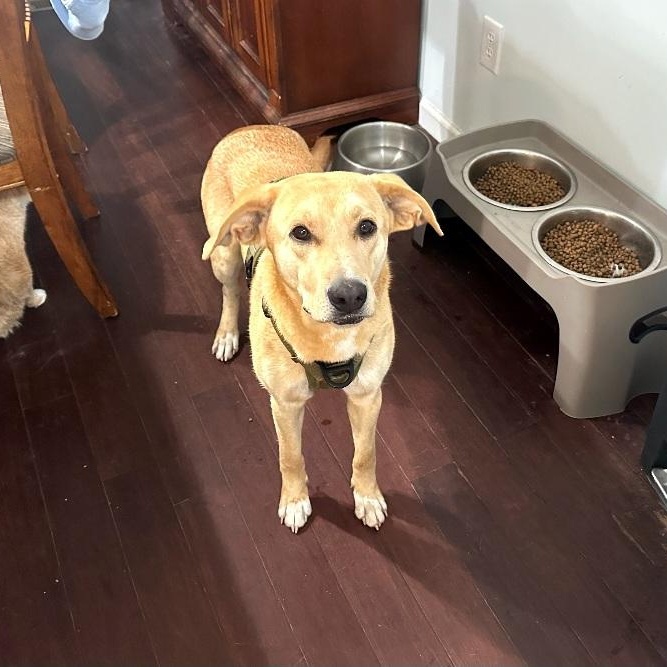 Enlarge Boulder, a ADOPTABLE Labrador Retriever in Raeford, NC image 3/3