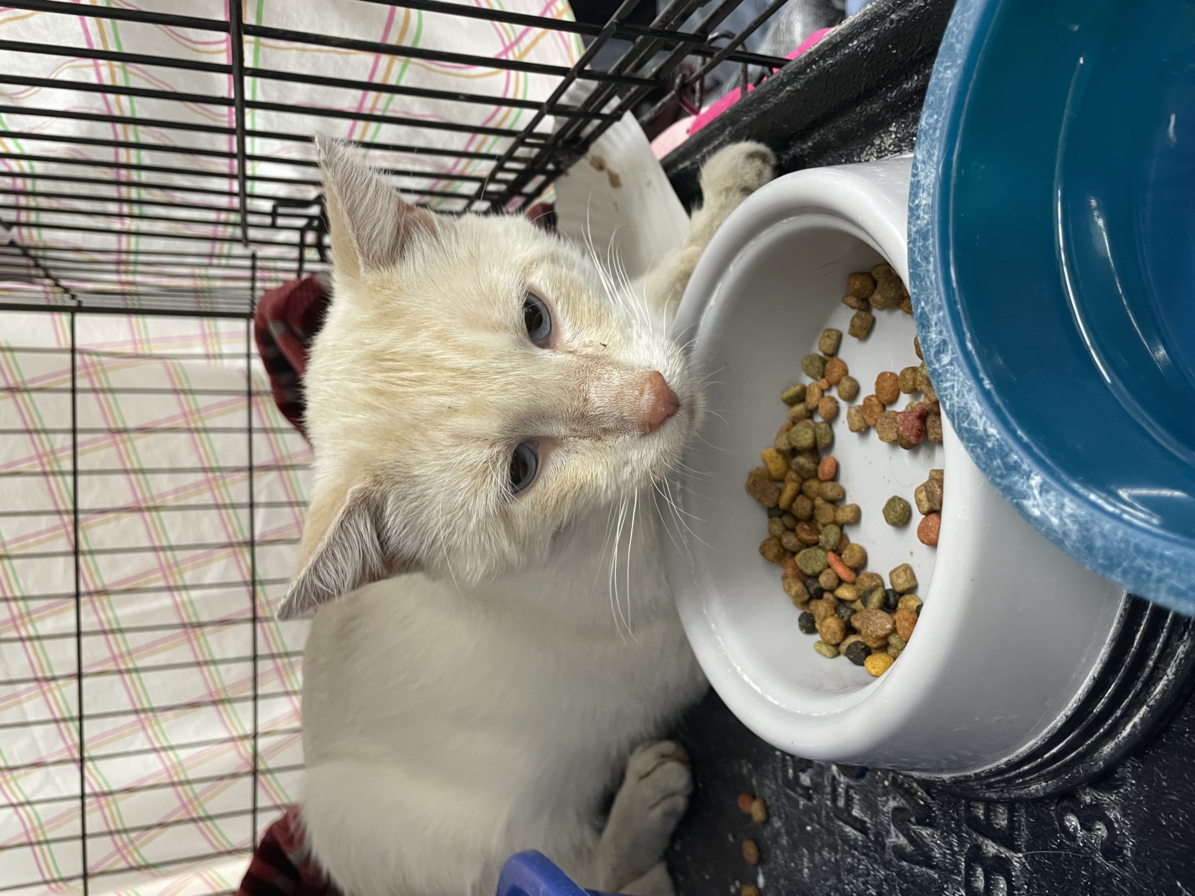 Cat for adoption Quincy, a Siamese Mix in Le Mars, IA Petfinder