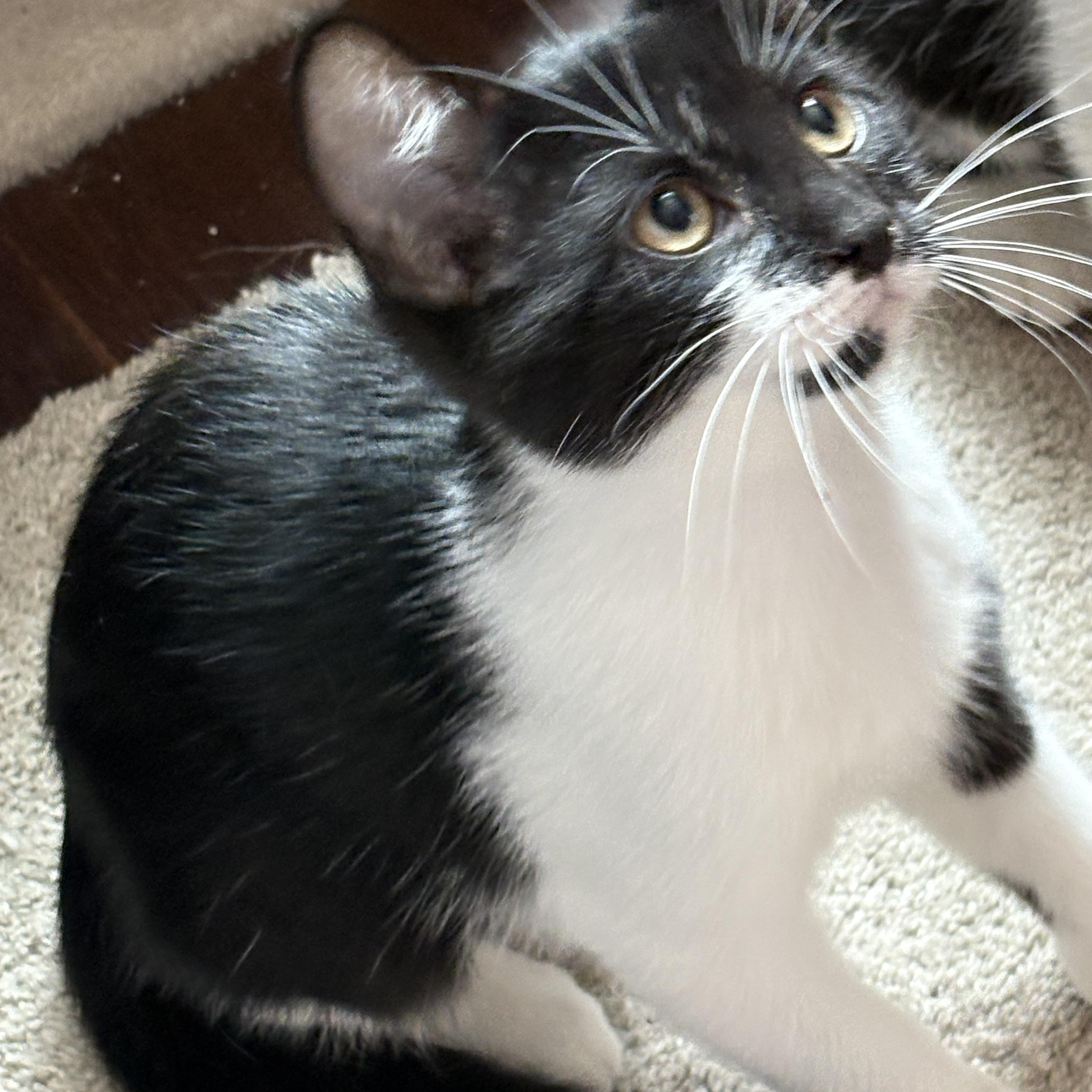 Bethany, Adoptable, Young Female Domestic Short Hair.