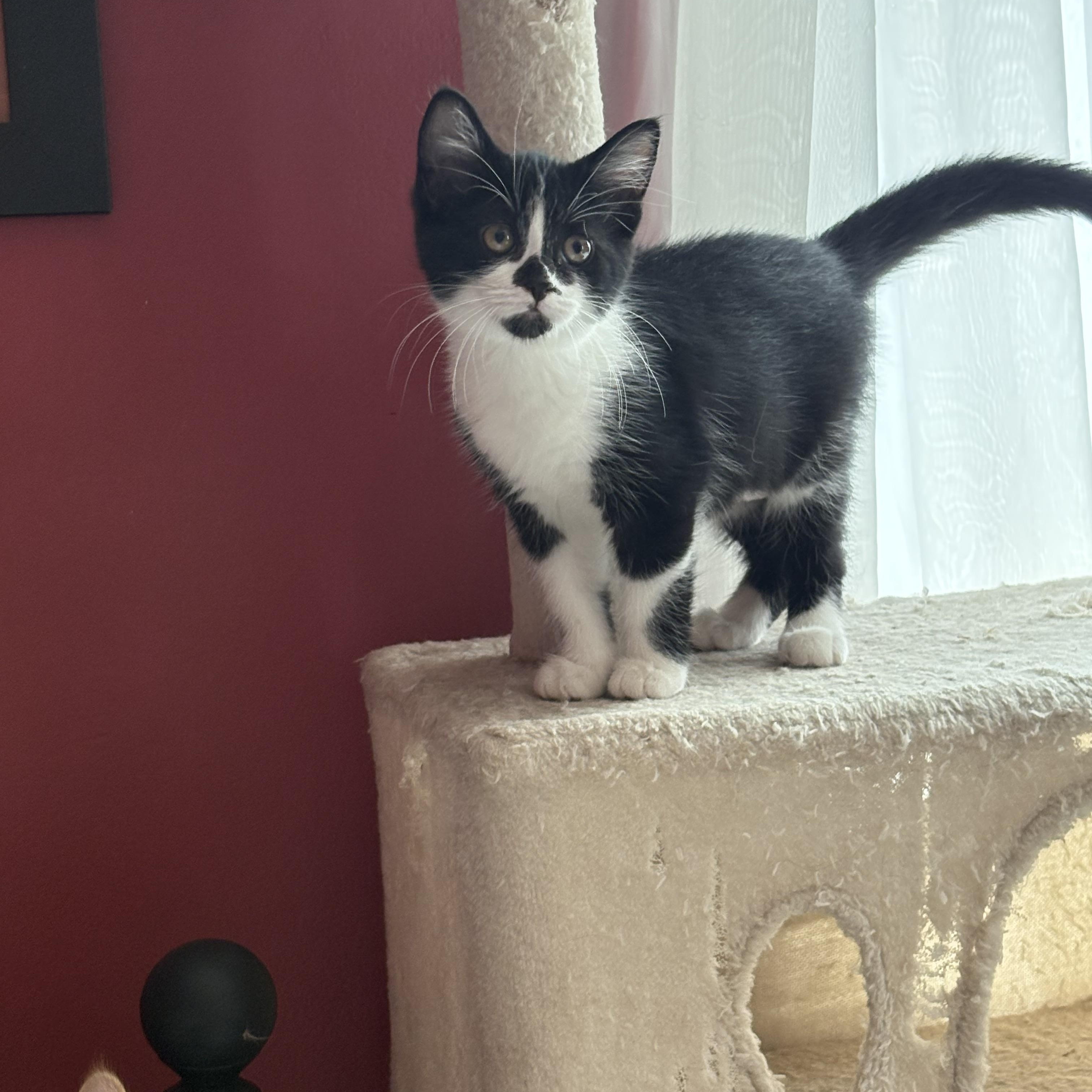 Bethany, Adoptable, Young Female Domestic Short Hair.