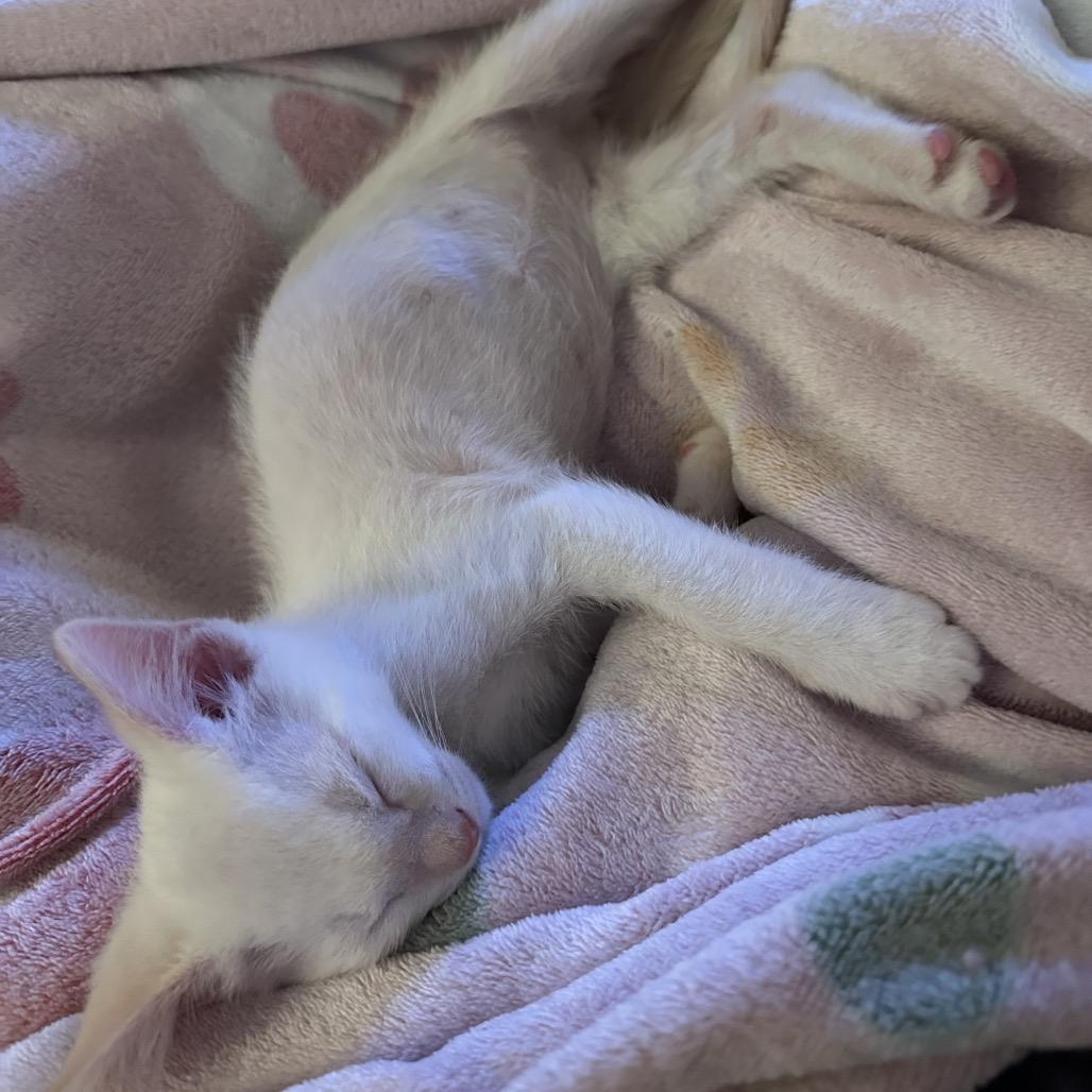 Bee, Adoptable, Kitten Female Domestic Short Hair.