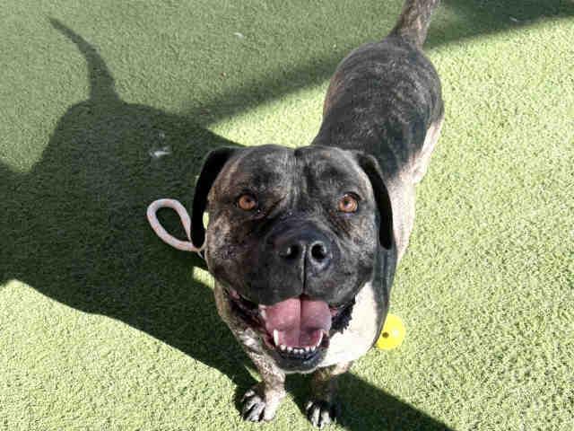 Enlarge SPYRO, a Adoptable Pit Bull Terrier in Carlsbad, CA image 1/1