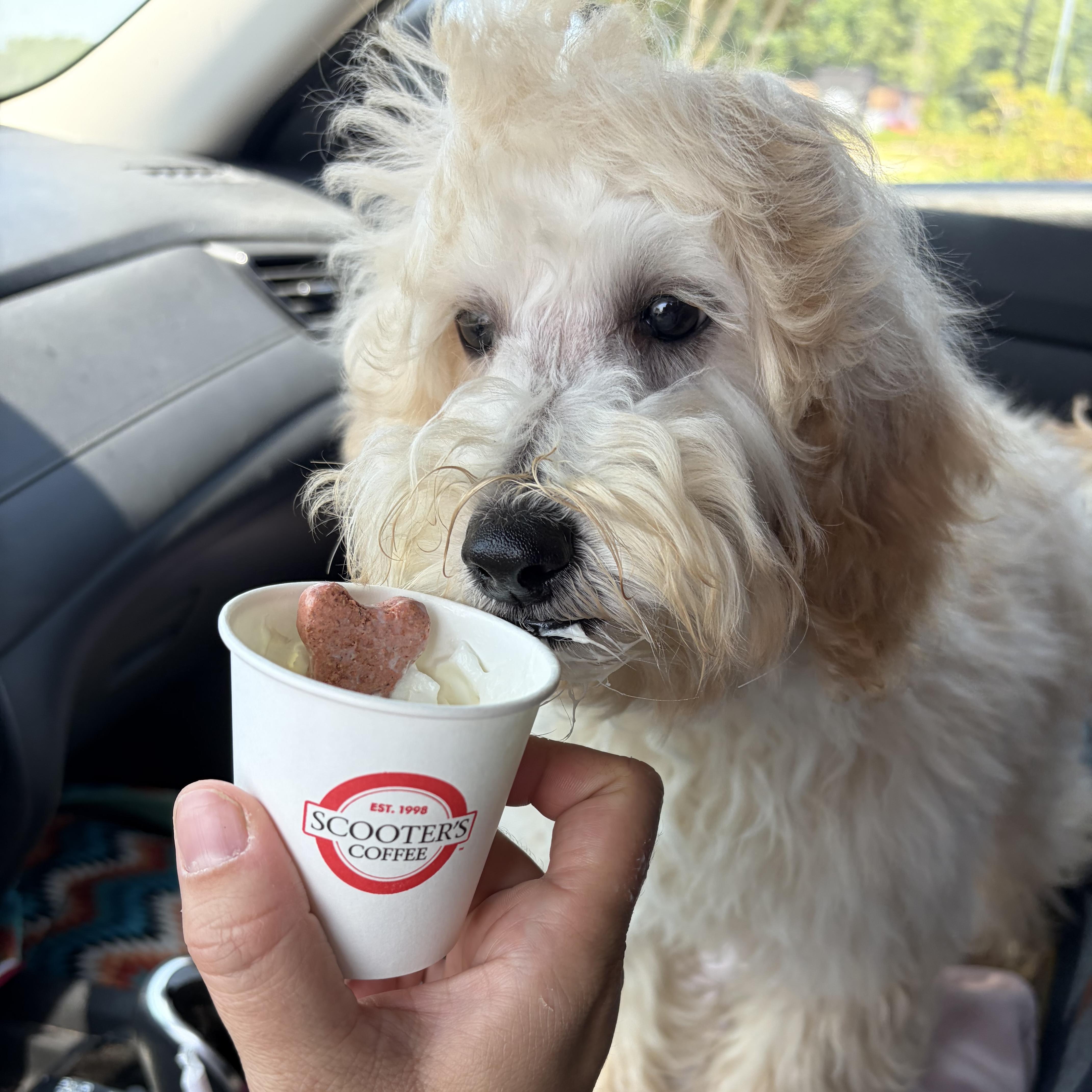 Enlarge Coe, a Adopted mixed breed in Stowe, VT image 2/5