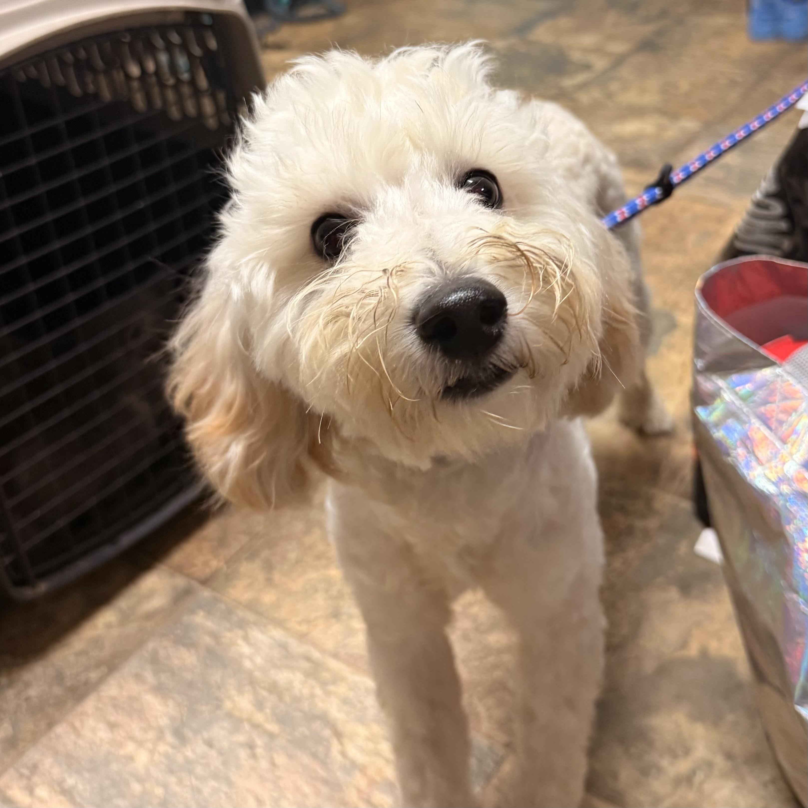 Coe, Adopted, Young Male Goldendoodle.
