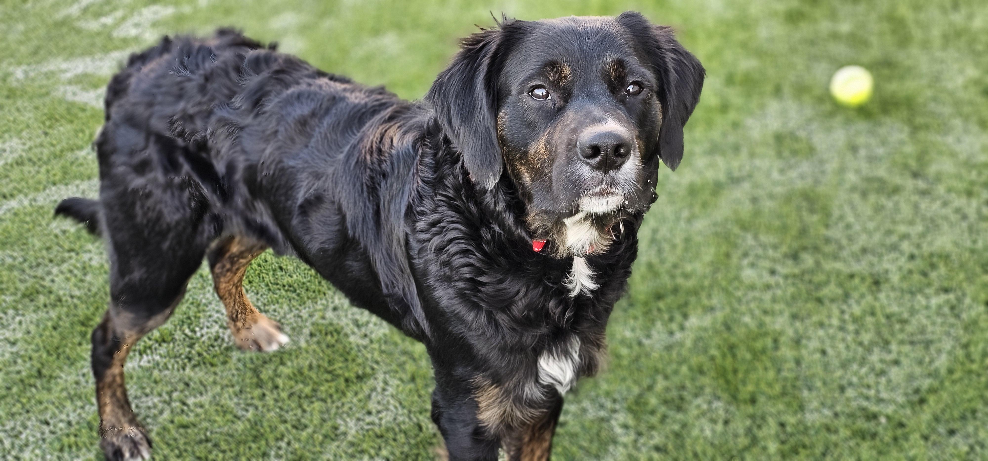 Sam, adopted, Young Male Golden Retriever & Brittany Spaniel.