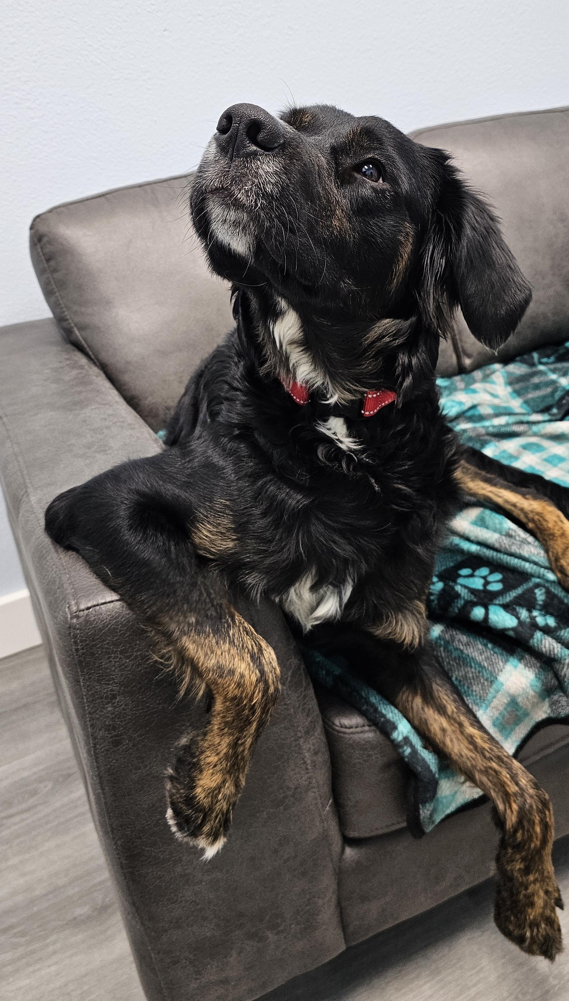 Enlarge Sam, an adopted mixed breed in Eagle, ID image 4/5