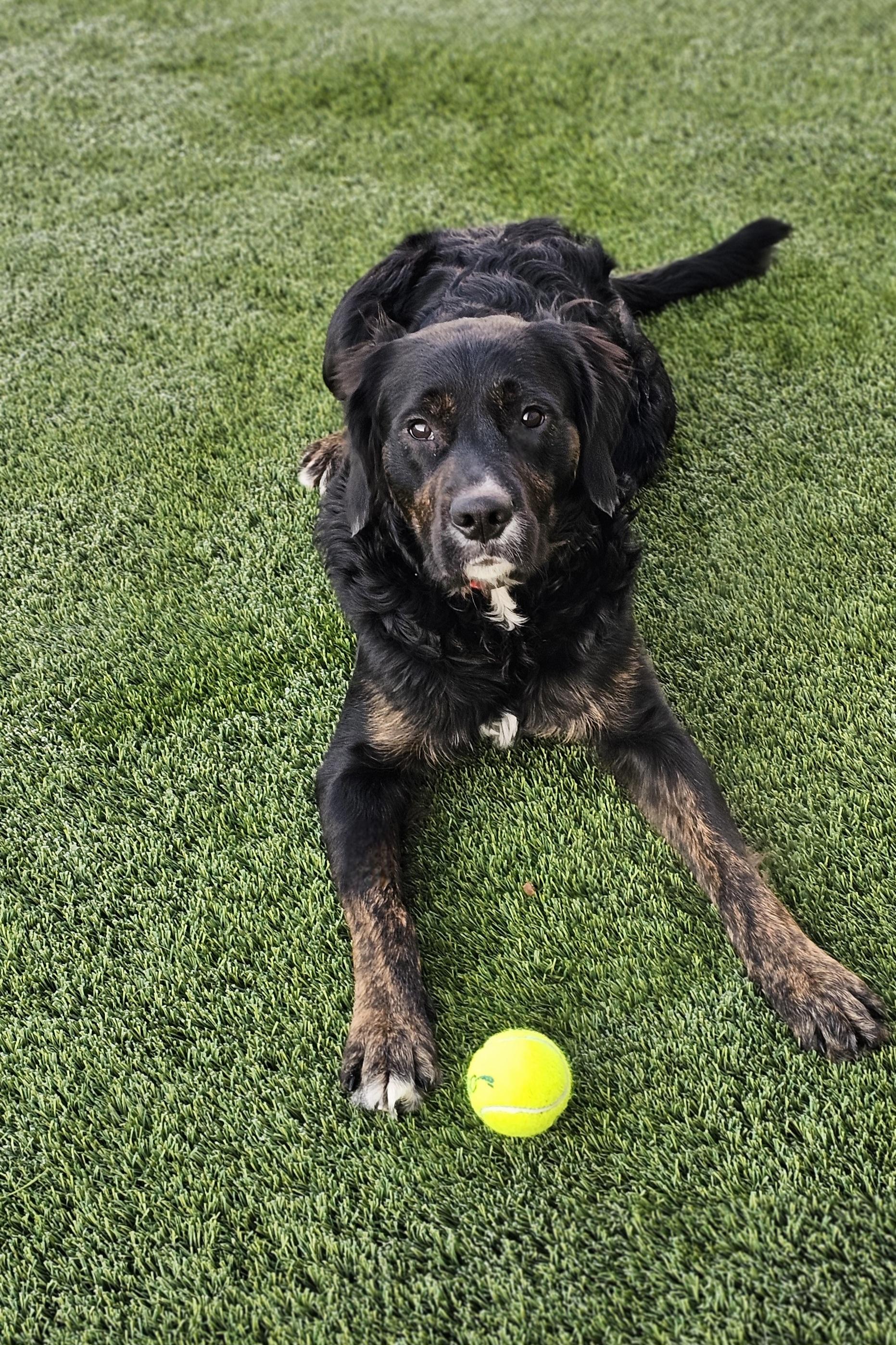 Enlarge Sam, an adopted mixed breed in Eagle, ID image 3/5