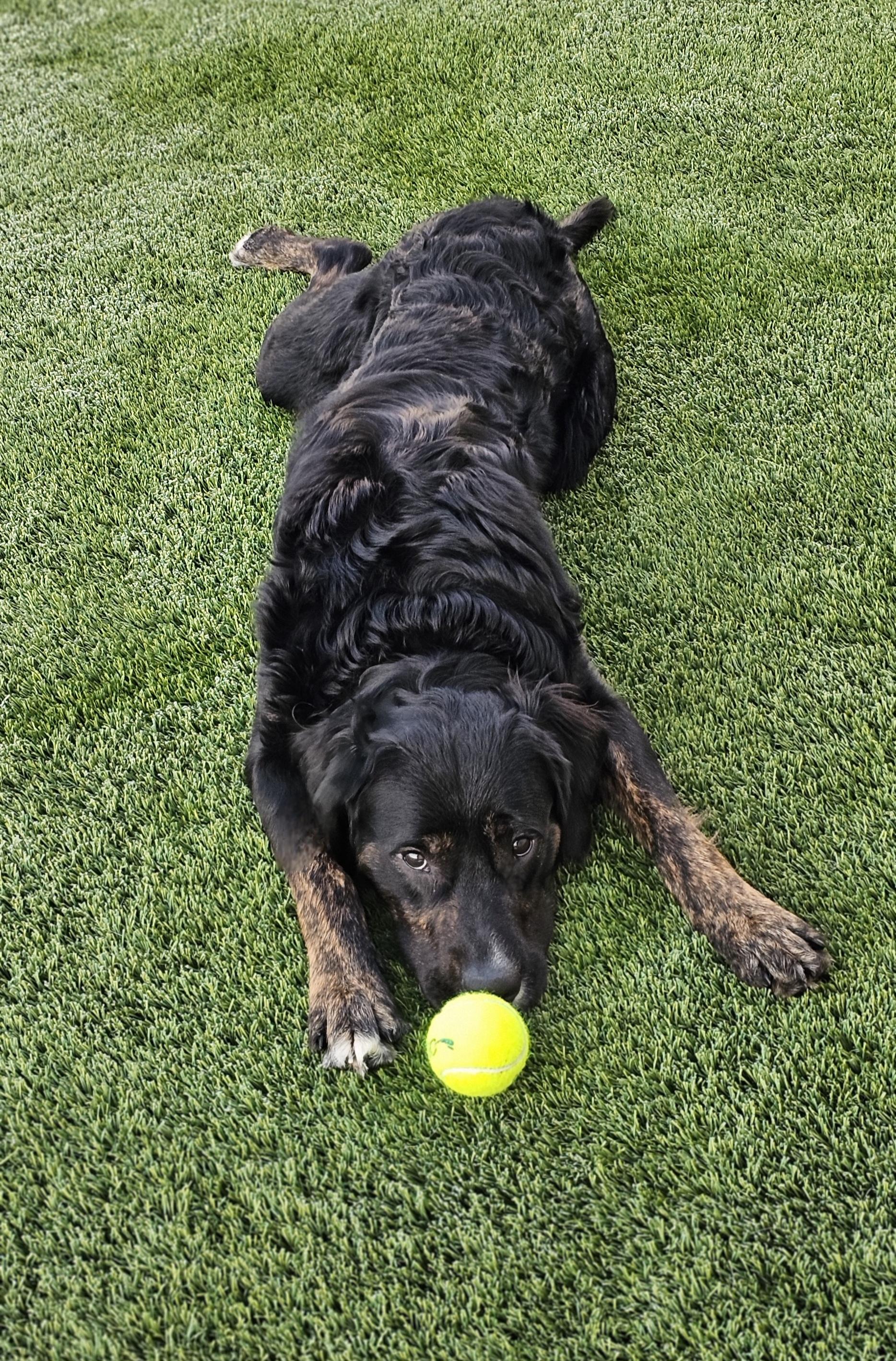 Enlarge Sam, an adopted mixed breed in Eagle, ID image 2/5