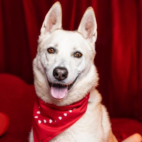 RYDER, Adoptable, Adult Male Siberian Husky & German Shepherd Dog.