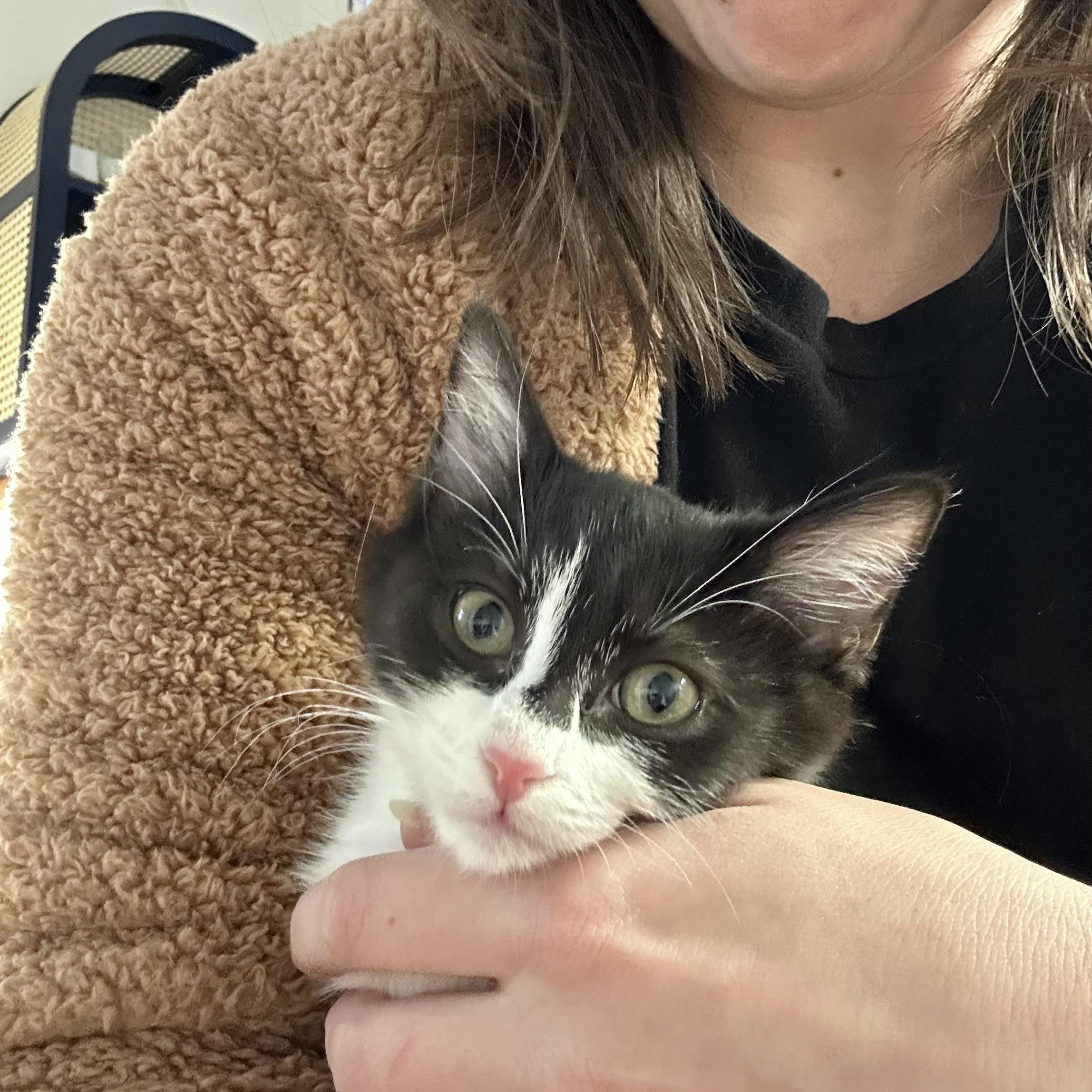 Enlarge Chrissy Snow, a ADOPTABLE Domestic Short Hair in Alexandria, VA image 4/6