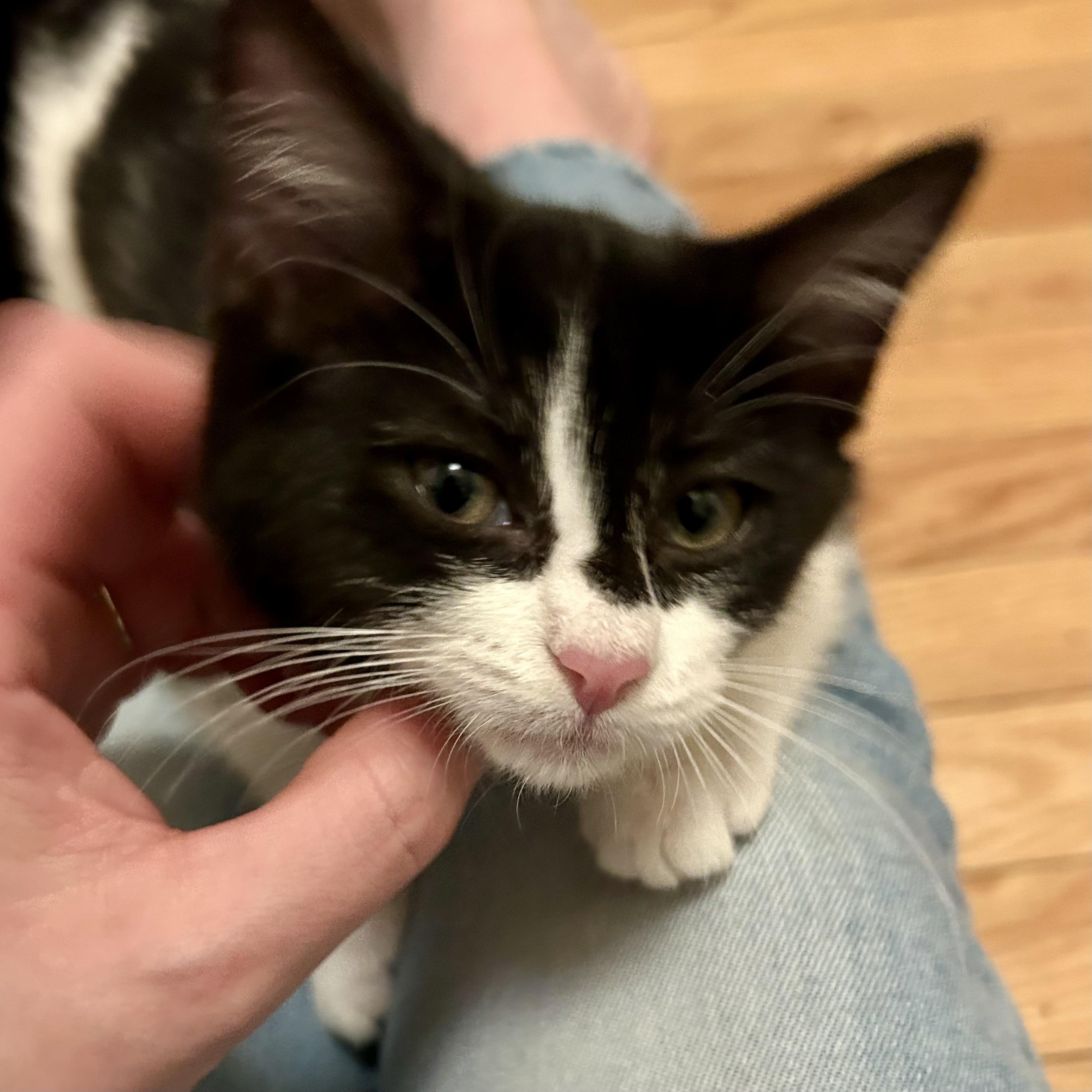 Enlarge Chrissy Snow, a ADOPTABLE Domestic Short Hair in Alexandria, VA image 6/6