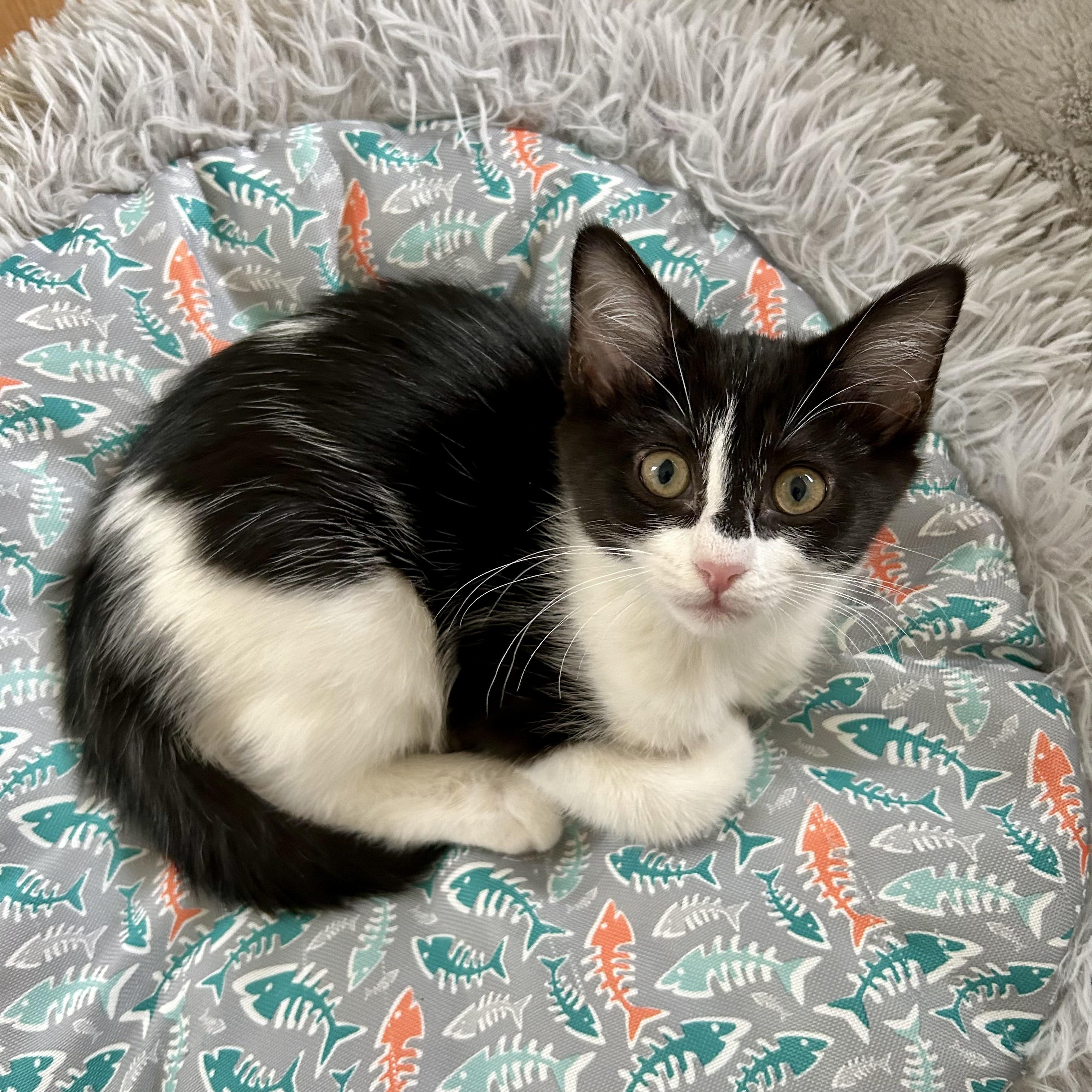 Enlarge Chrissy Snow, a ADOPTABLE Domestic Short Hair in Alexandria, VA image 1/6