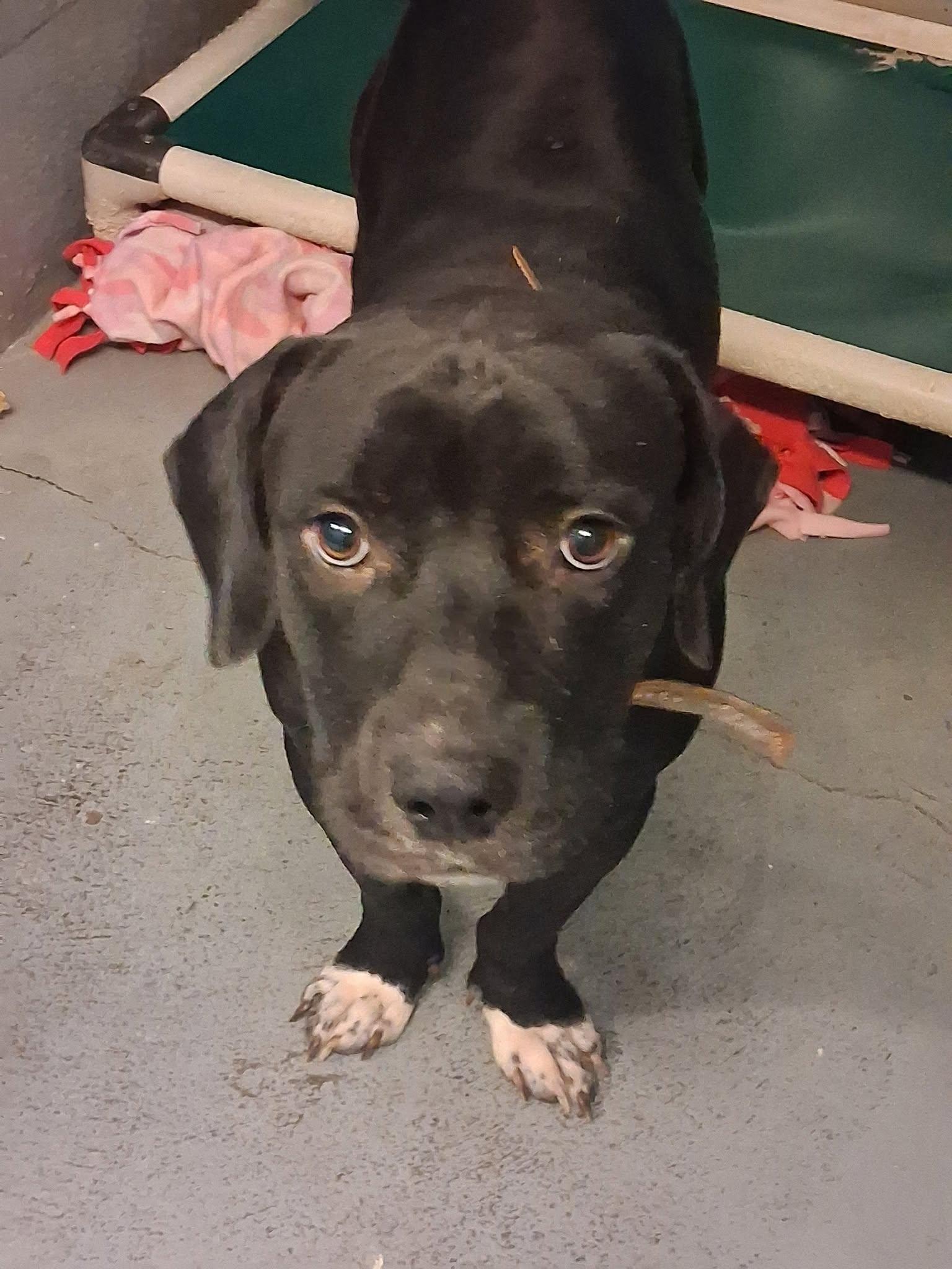 Enlarge Big Boy, a ADOPTABLE mixed breed in Stuart, VA image 1/1