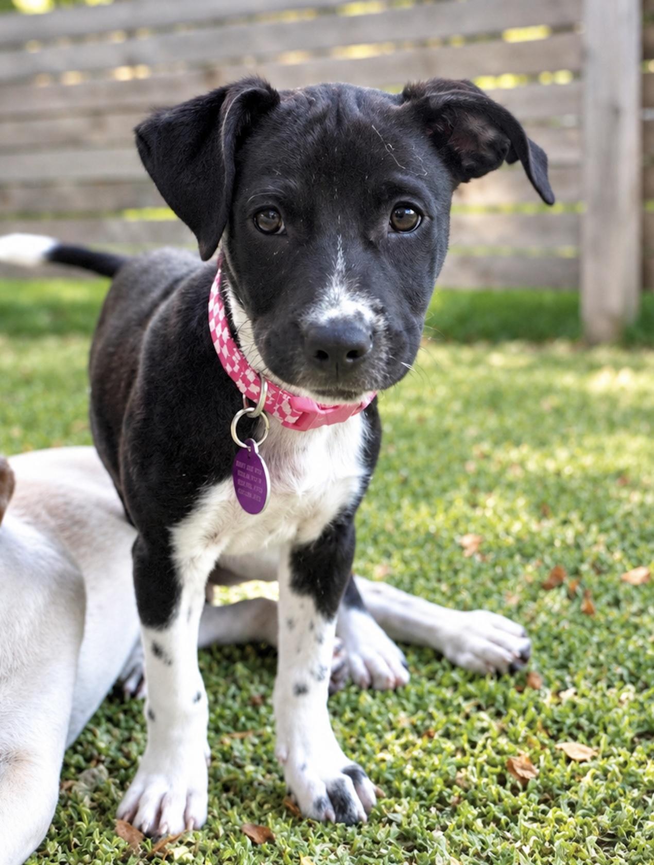 Enlarge Lexi, a Adoptable Mixed Breed in Cedarburg, WI image 1/6