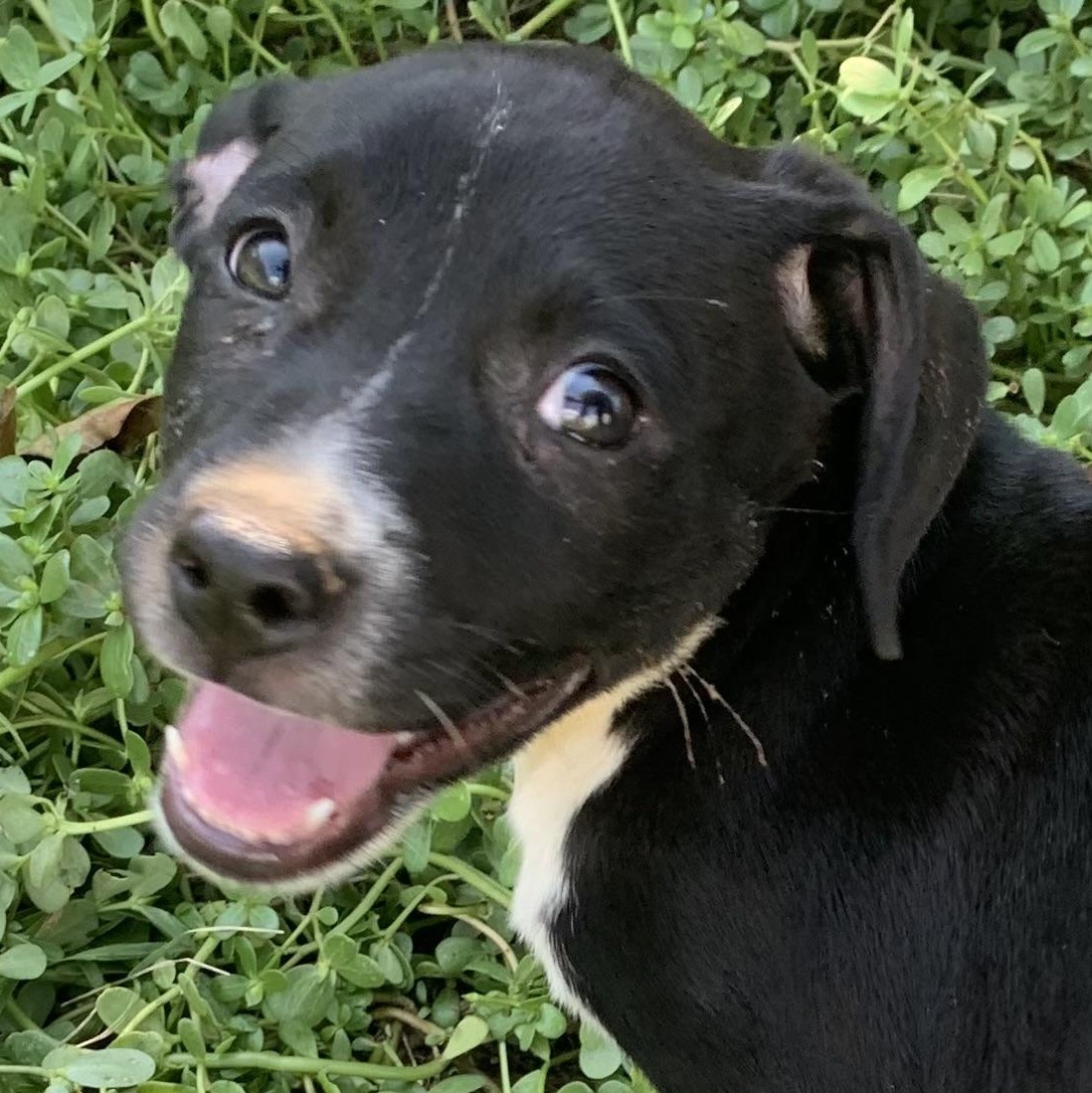 Enlarge Lexi, a Adoptable Mixed Breed in Cedarburg, WI image 3/6