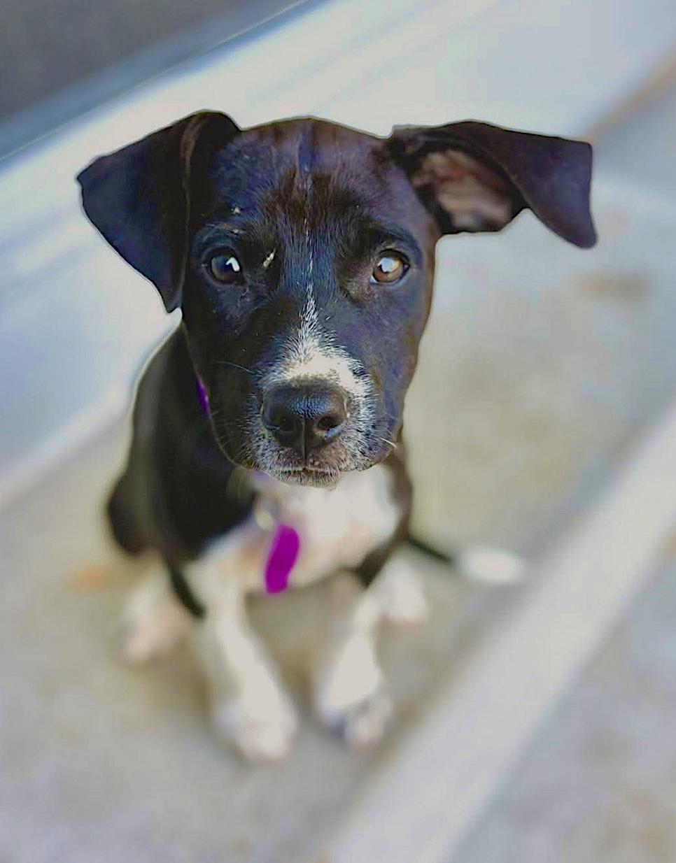 Enlarge Lexi, a Adoptable Mixed Breed in Cedarburg, WI image 5/6