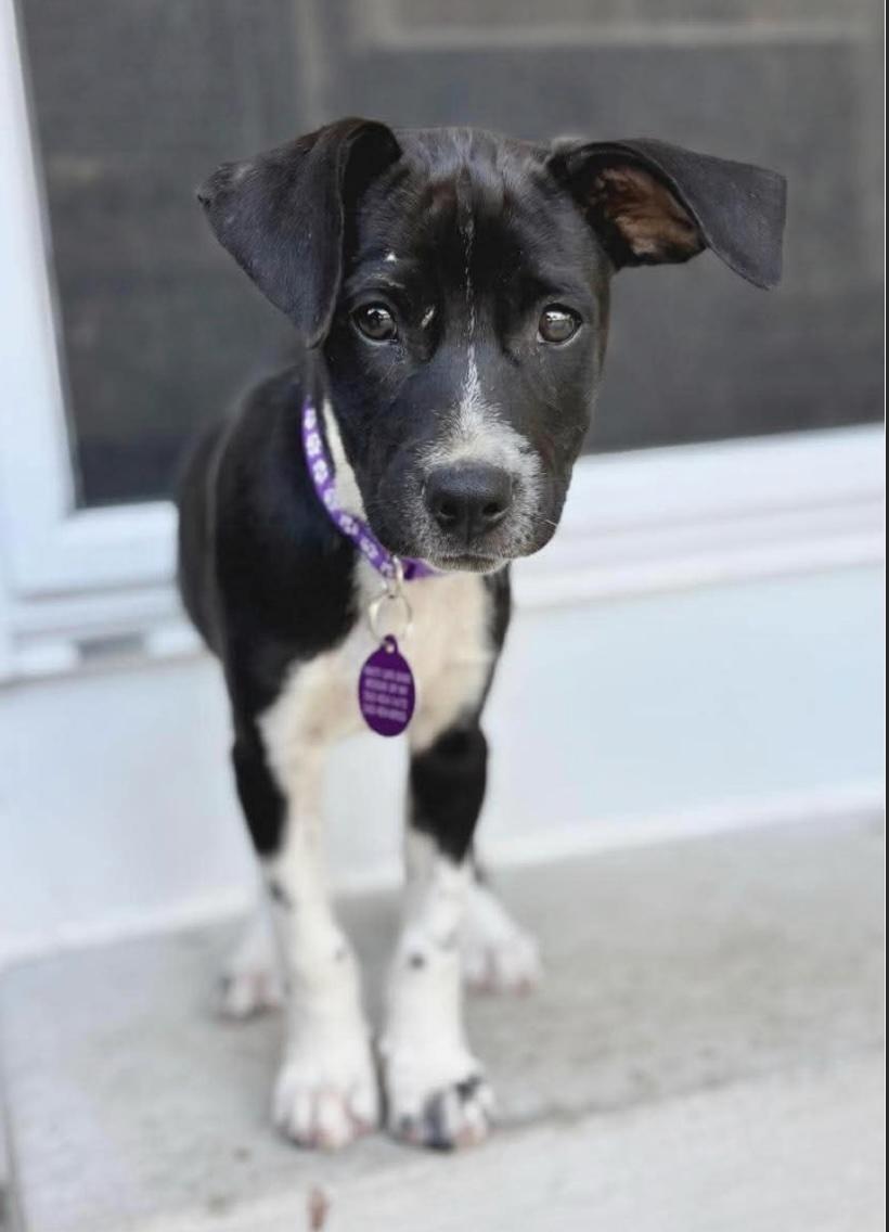 Enlarge Lexi, a Adoptable Mixed Breed in Cedarburg, WI image 2/6