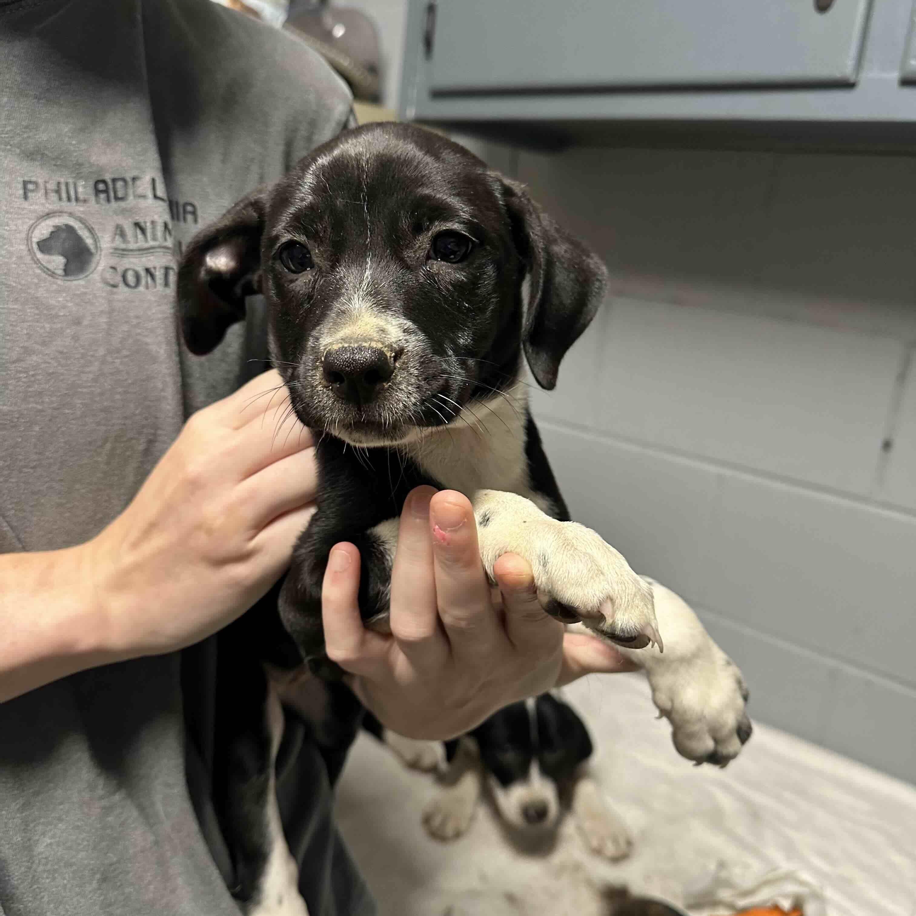 Enlarge Lexi, a Adoptable Mixed Breed in Cedarburg, WI image 6/6