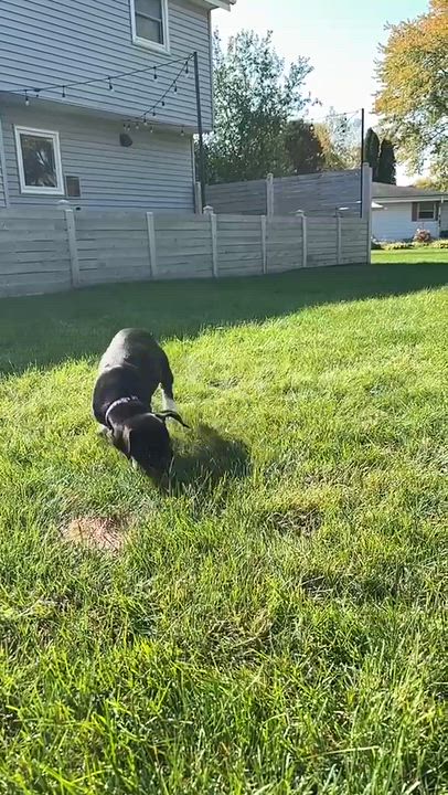 Enlarge Lexi, a Adoptable Mixed Breed in Cedarburg, WI video 4/6