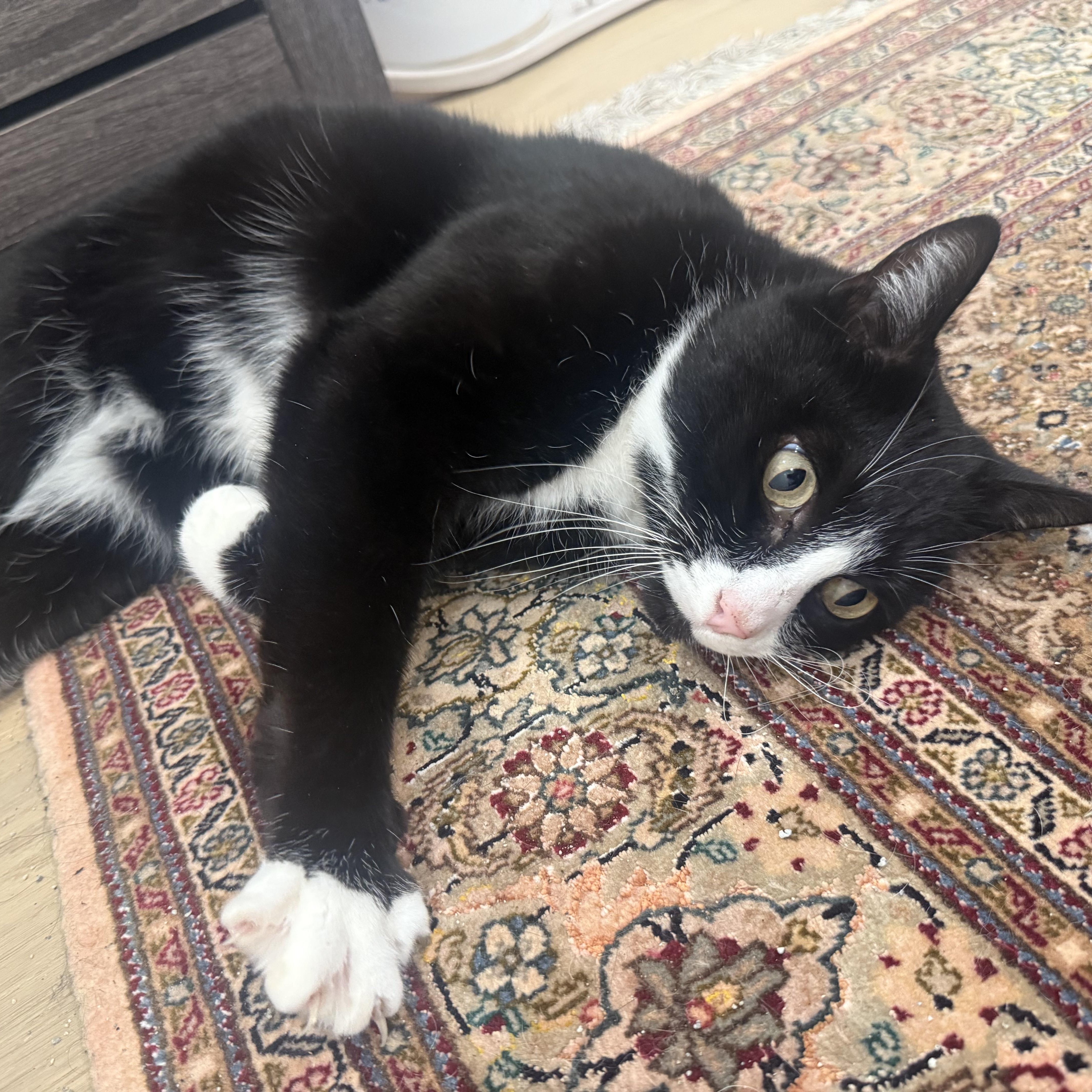 Enlarge Mr. Handsome Theo, a ADOPTABLE Domestic Medium Hair in Ridgefield, WA image 2/5