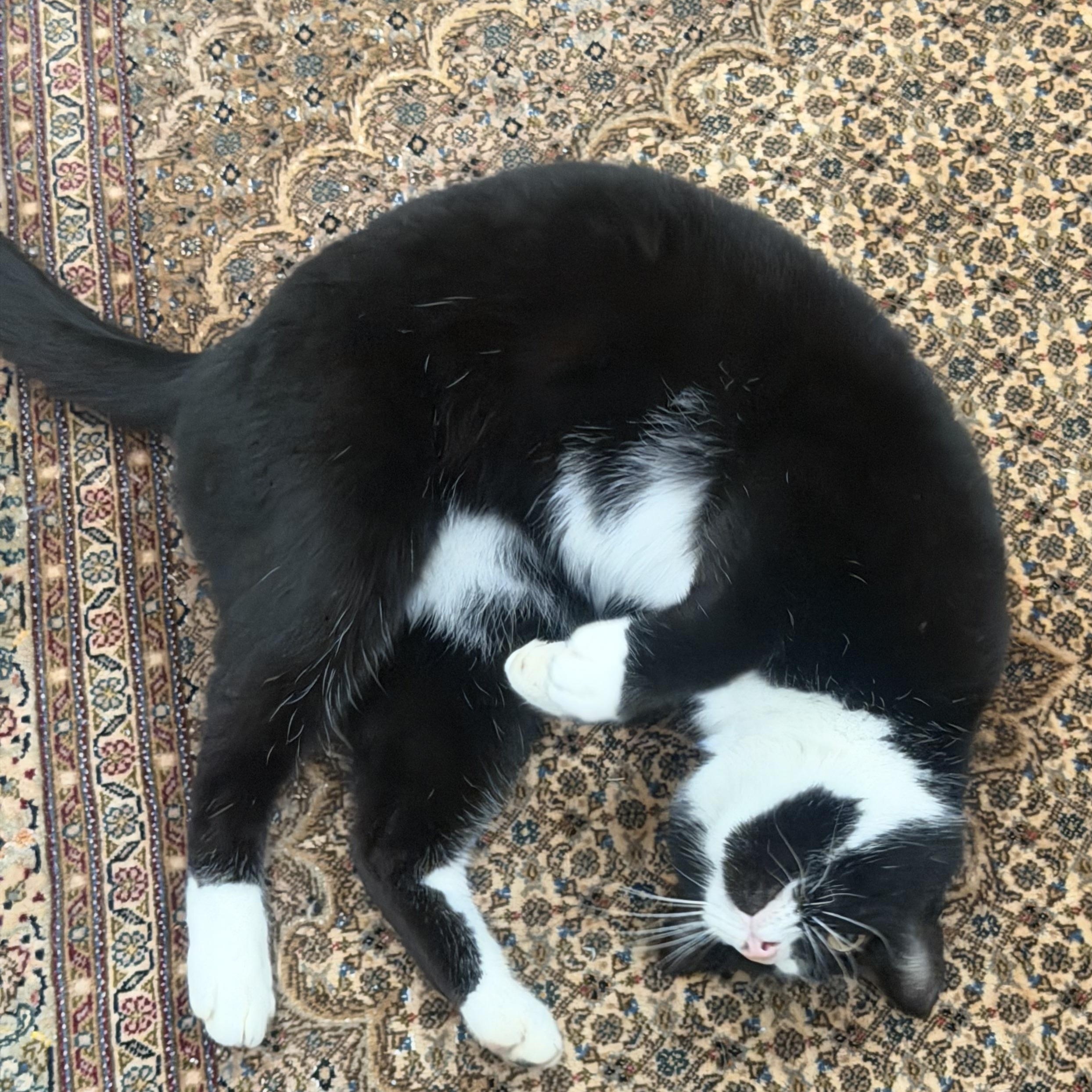 Enlarge Mr. Handsome Theo, a ADOPTABLE Domestic Medium Hair in Ridgefield, WA image 3/5