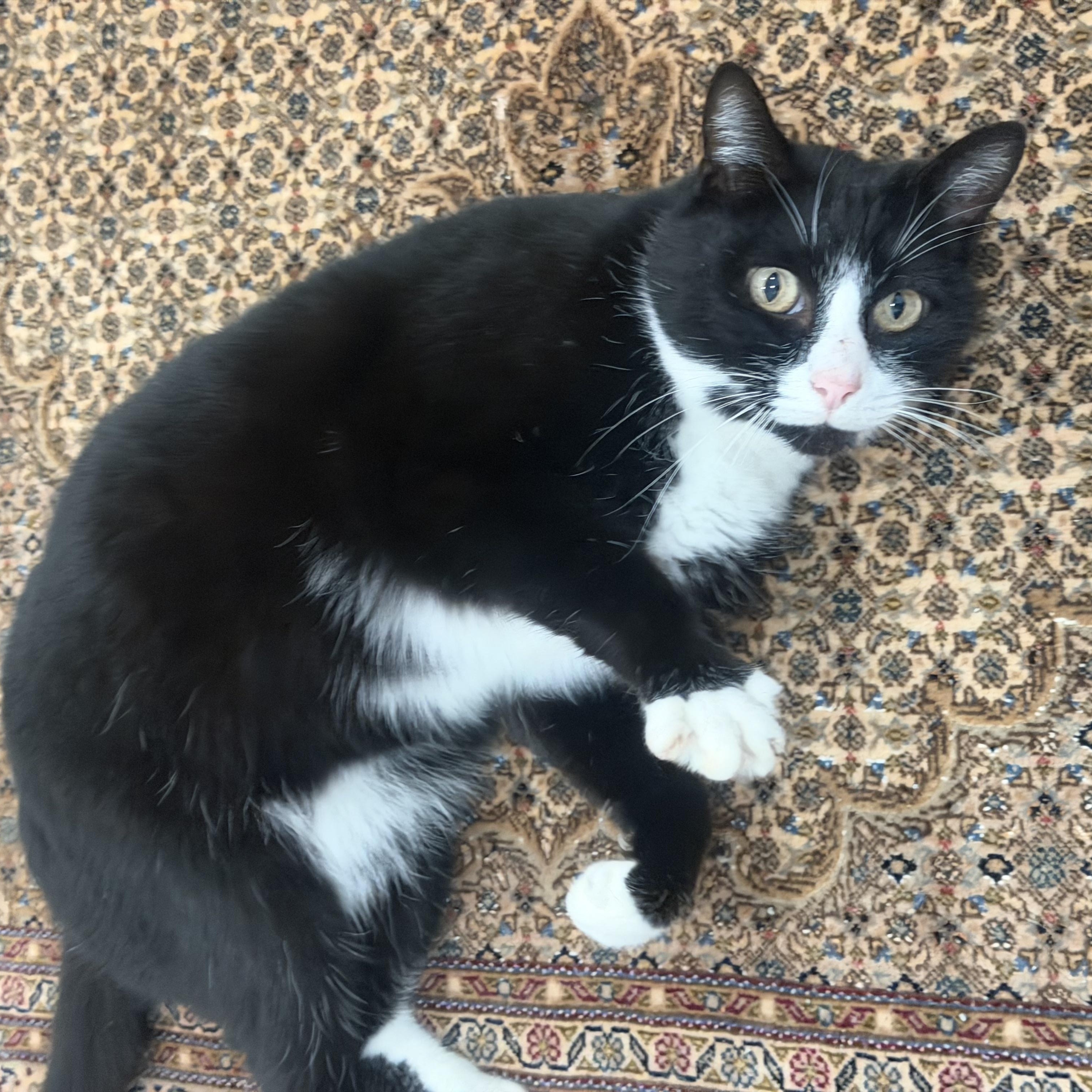 Enlarge Mr. Handsome Theo, a ADOPTABLE Domestic Medium Hair in Ridgefield, WA image 4/5