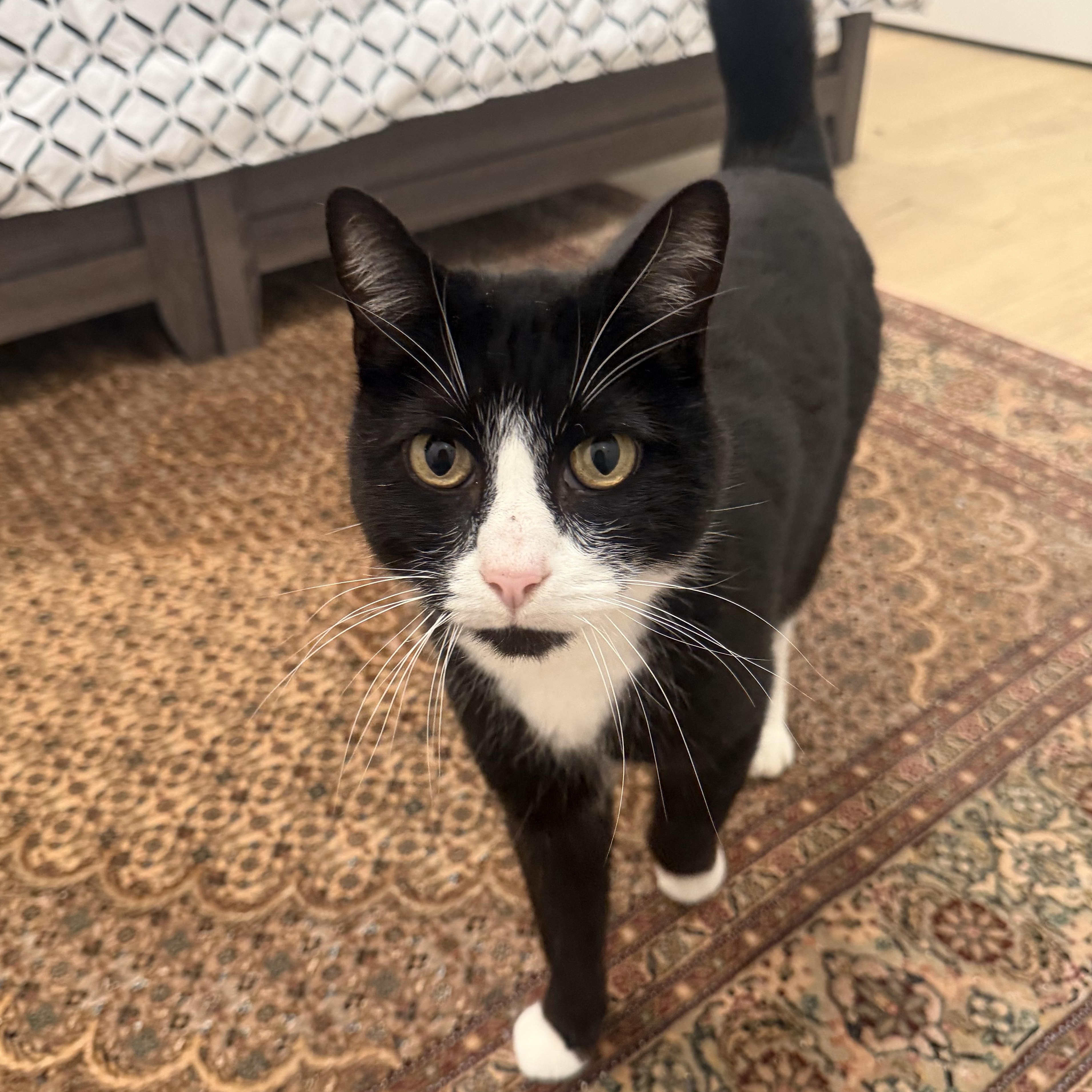Enlarge Mr. Handsome Theo, a ADOPTABLE Domestic Medium Hair in Ridgefield, WA image 5/5