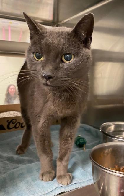 Plum, a Adoptable mixed breed in Fallston, MD image 1/3