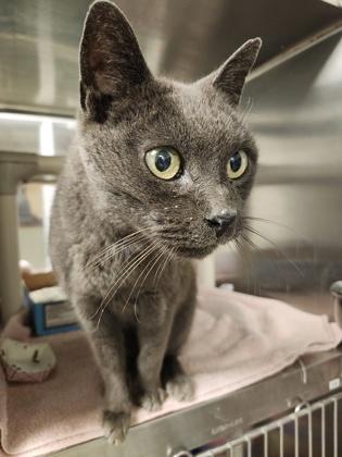 Plum, a Adoptable mixed breed in Fallston, MD image 3/3