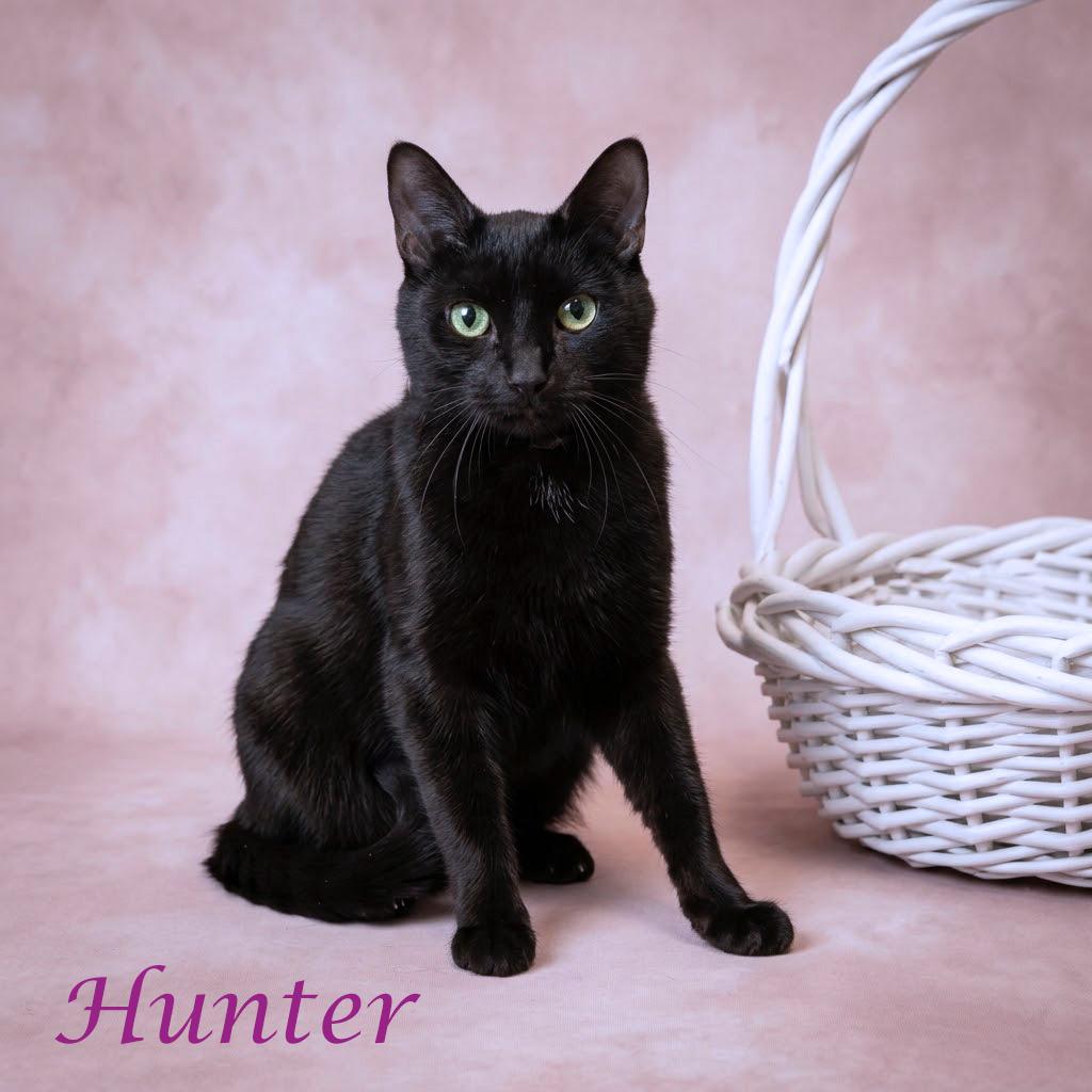 Enlarge Hunter C26-256, a Adoptable Domestic Short Hair in Lebanon, TN image 1/6