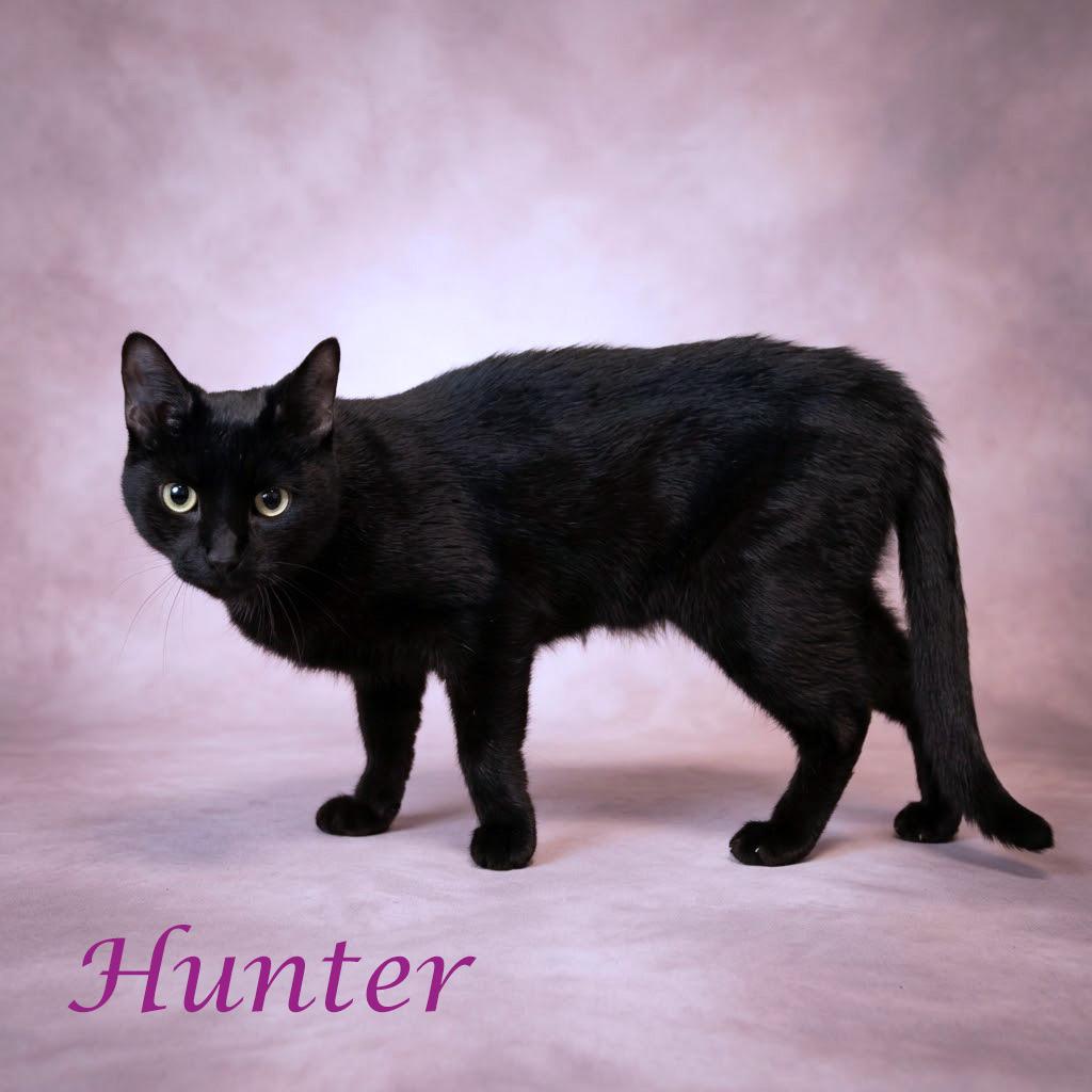Enlarge Hunter C26-256, a Adoptable Domestic Short Hair in Lebanon, TN image 2/6