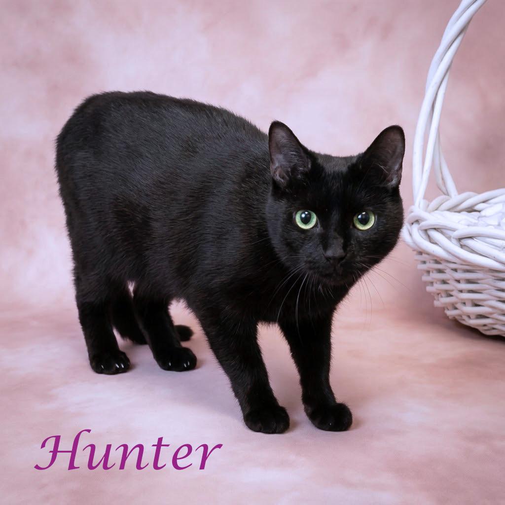 Enlarge Hunter C26-256, a Adoptable Domestic Short Hair in Lebanon, TN image 3/6