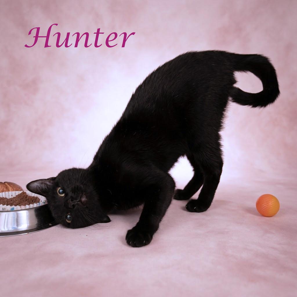 Enlarge Hunter C26-256, a Adoptable Domestic Short Hair in Lebanon, TN image 4/6