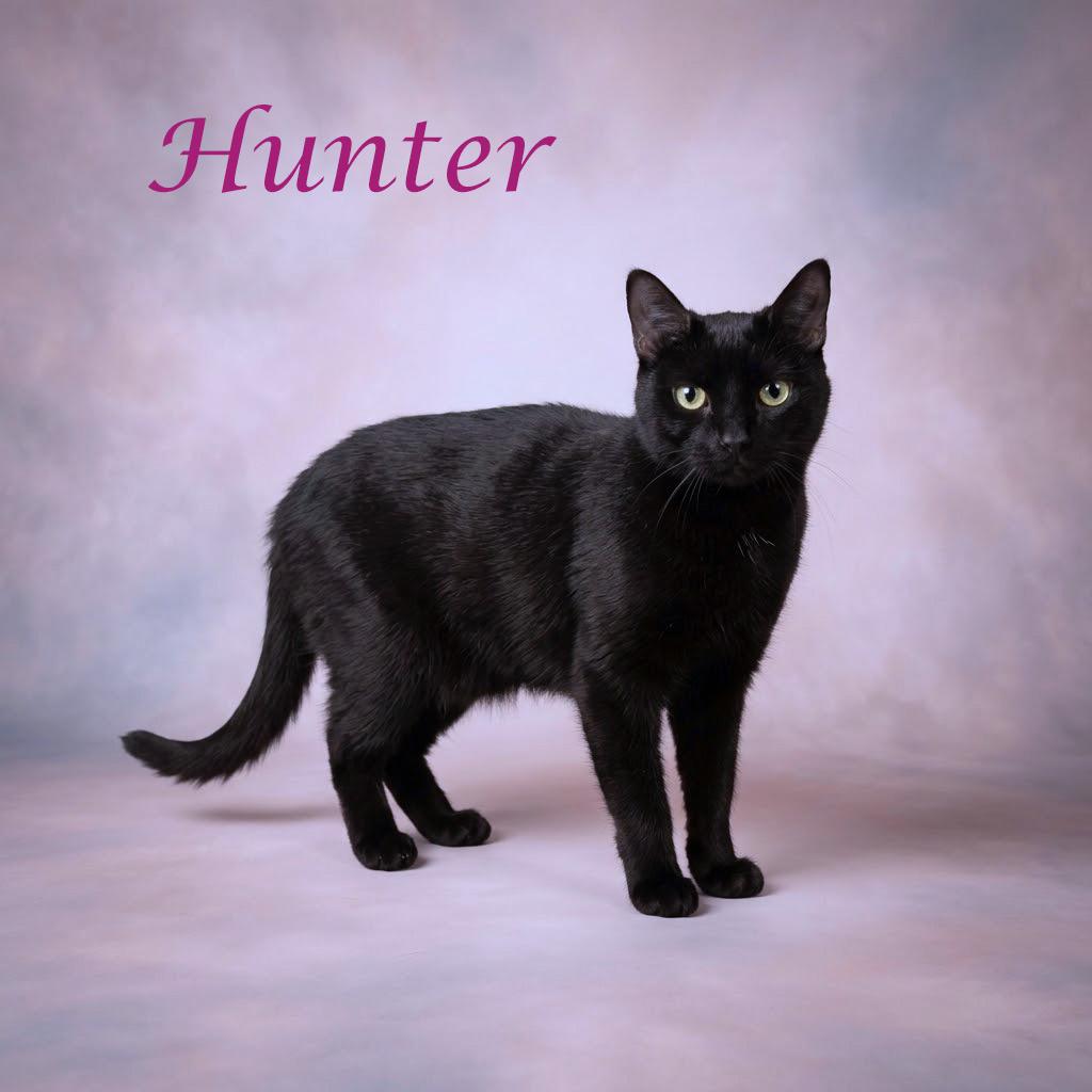 Enlarge Hunter C26-256, a Adoptable Domestic Short Hair in Lebanon, TN image 5/6