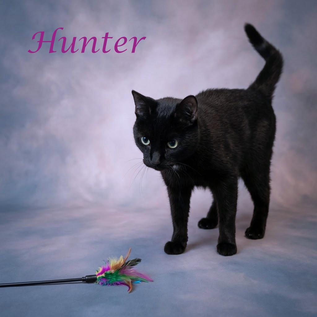 Enlarge Hunter C26-256, a Adoptable Domestic Short Hair in Lebanon, TN image 6/6