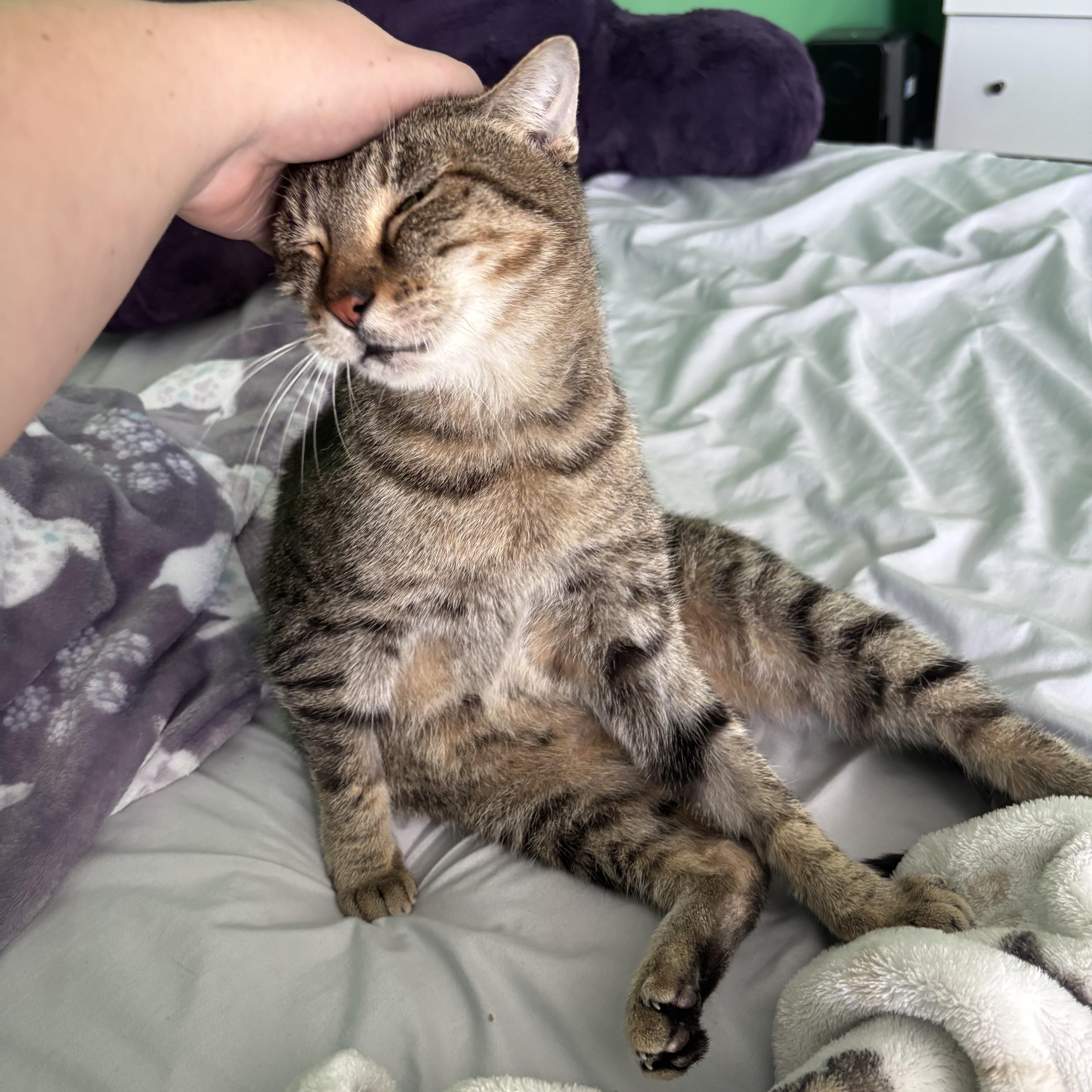 Enlarge Thelma , a Adoptable Domestic Short Hair in West Warwick, RI image 6/6