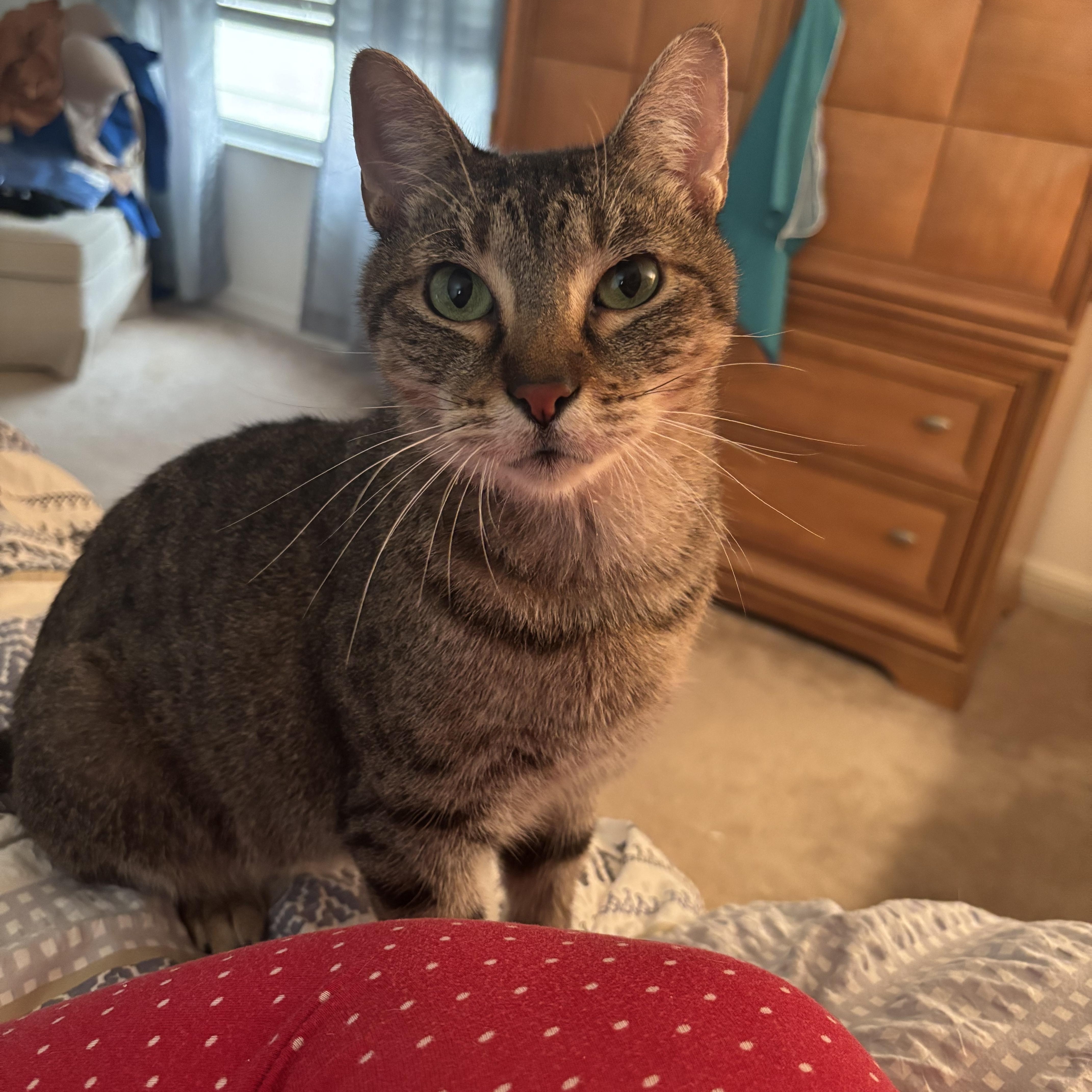 Enlarge Thelma , a Adoptable Domestic Short Hair in West Warwick, RI image 3/6