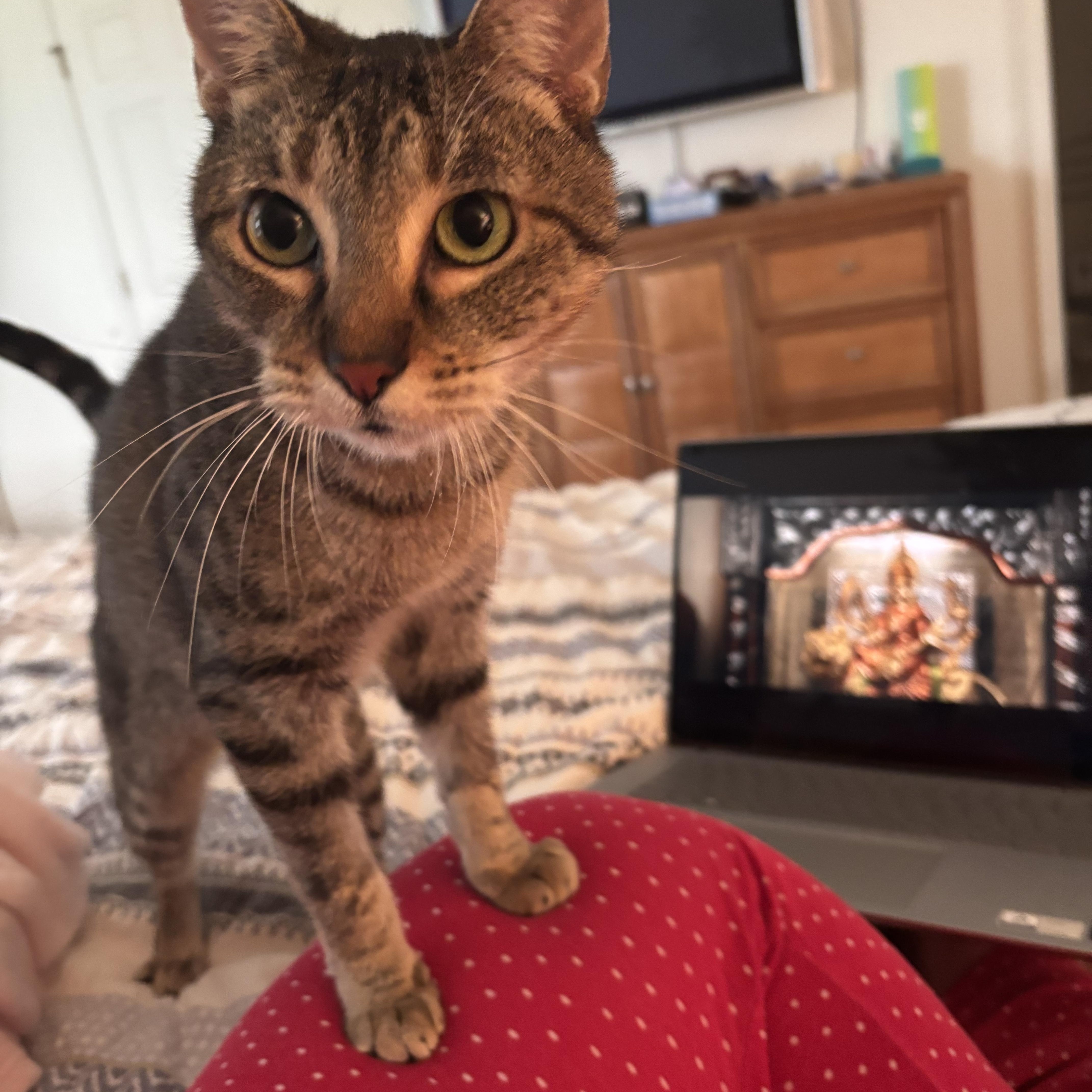 Enlarge Thelma , a Adoptable Domestic Short Hair in West Warwick, RI image 5/6