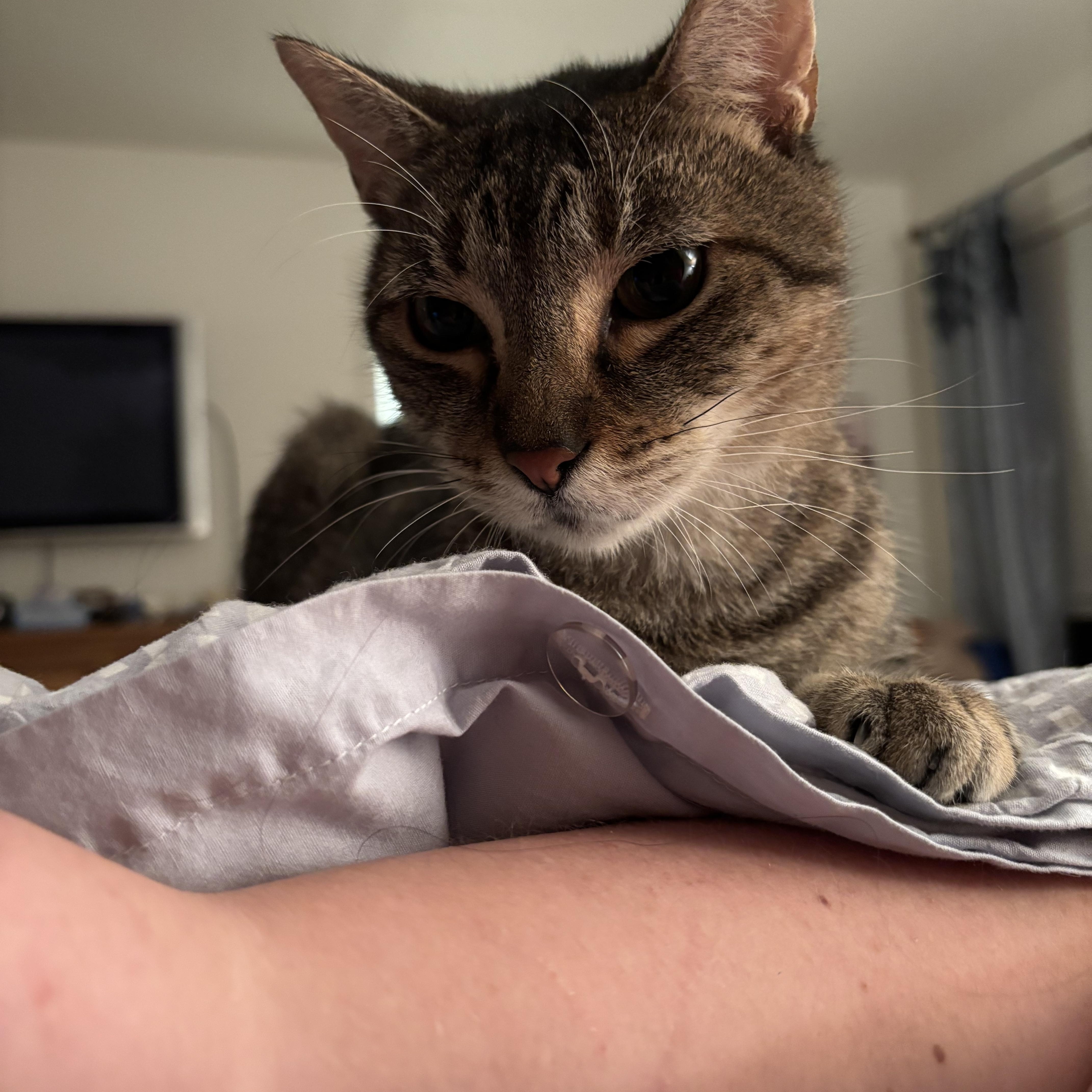 Enlarge Thelma , a Adoptable Domestic Short Hair in West Warwick, RI image 4/6