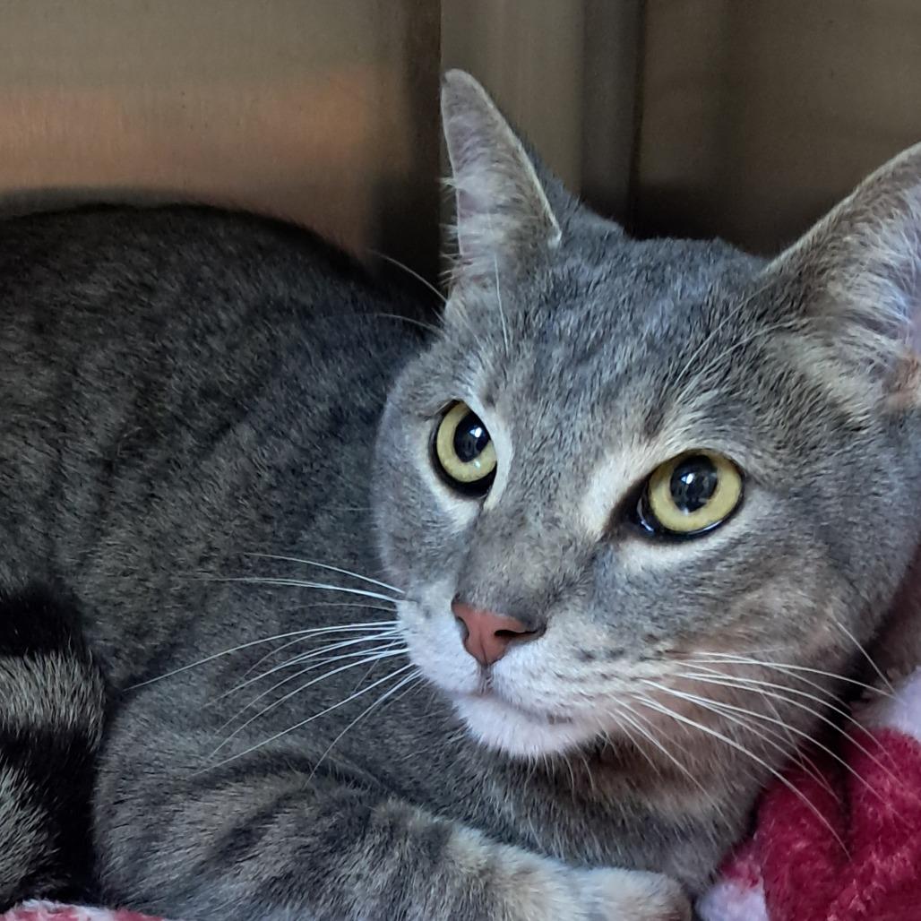 Ozzy, Adoptable, Adult Male Domestic Short Hair.