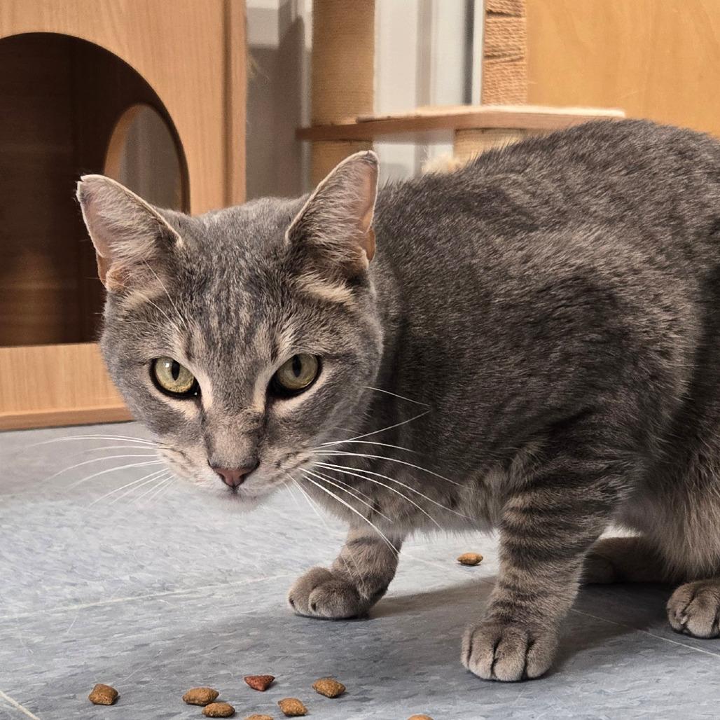 Ozzy, a Adoptable Domestic Short Hair in Buffalo, WY image 2/2